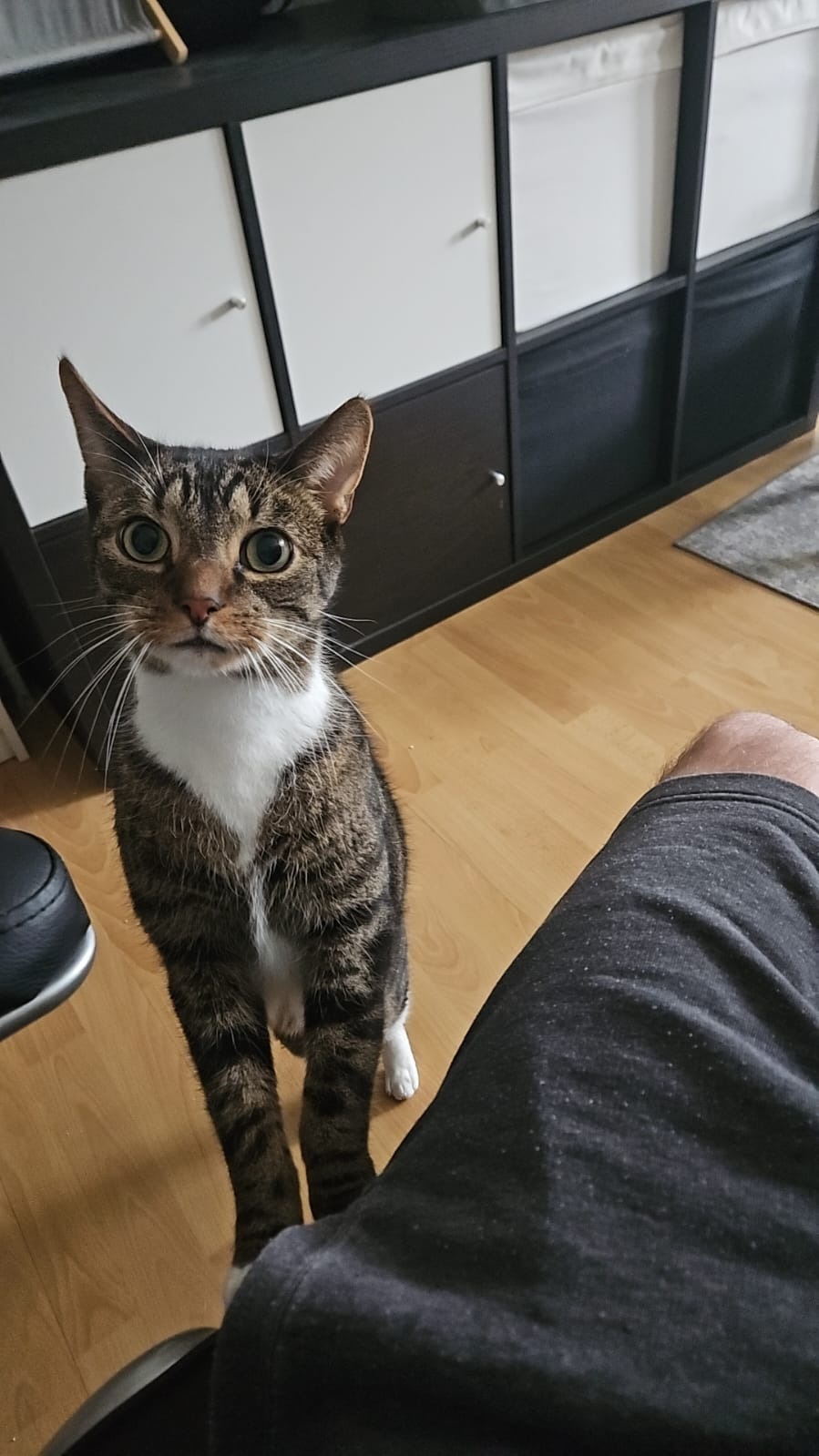 Rettet Kater Simba das Leben campaign photo, 7 of 8