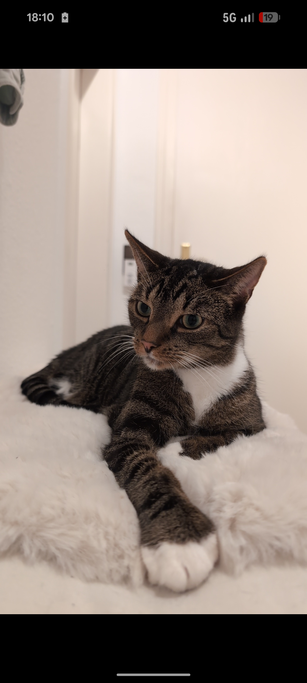 Rettet Kater Simba das Leben campaign photo, 4 of 8