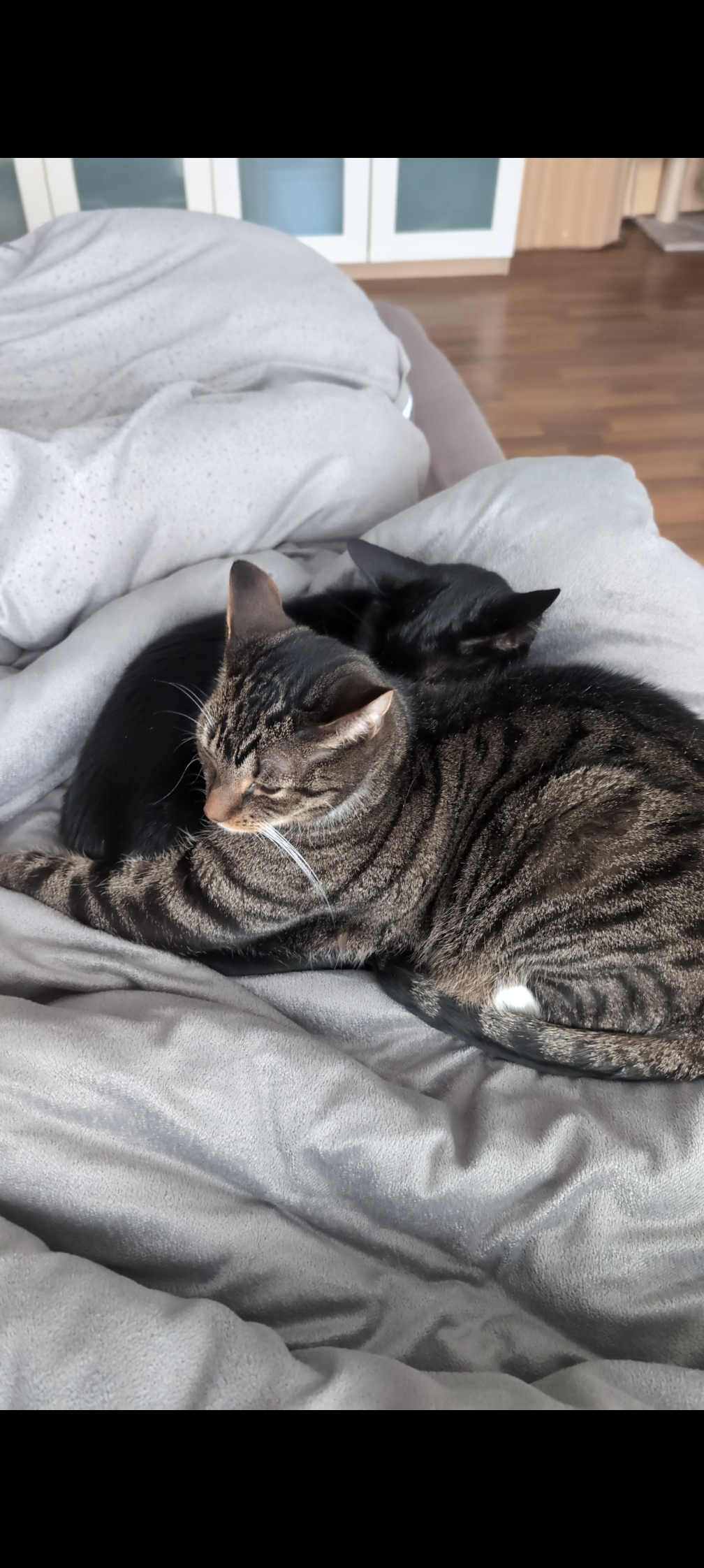 Rettet Kater Simba das Leben campaign photo, 6 of 8