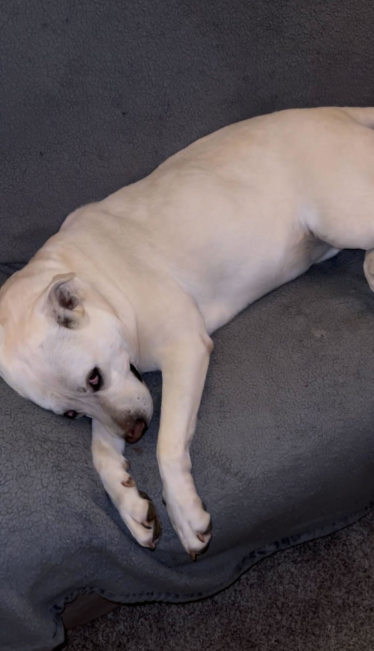 Help Snowy Recover & Find a Loving Home campaign photo, 6 of 7