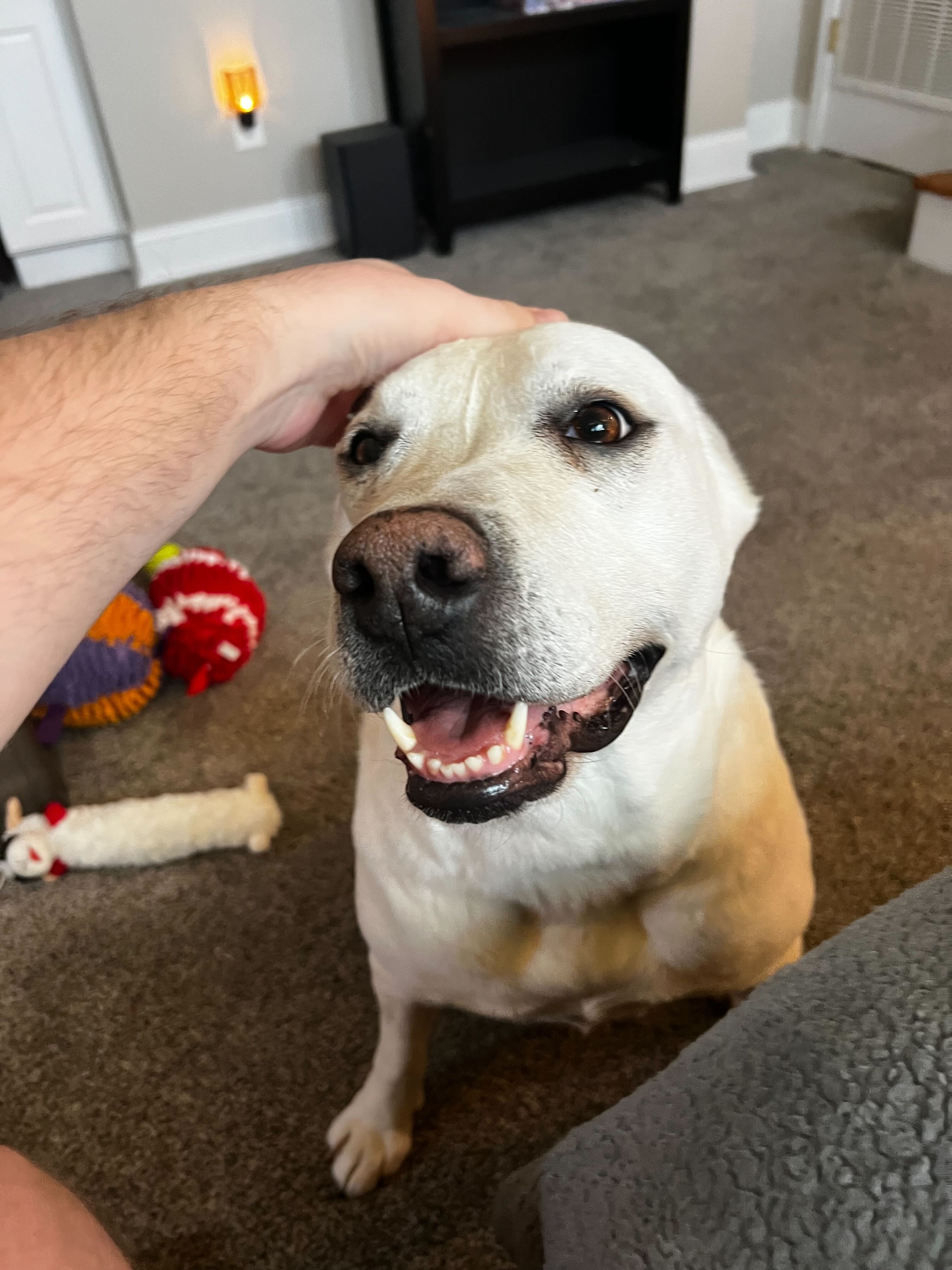 Help Snowy Recover & Find a Loving Home campaign photo, 2 of 7