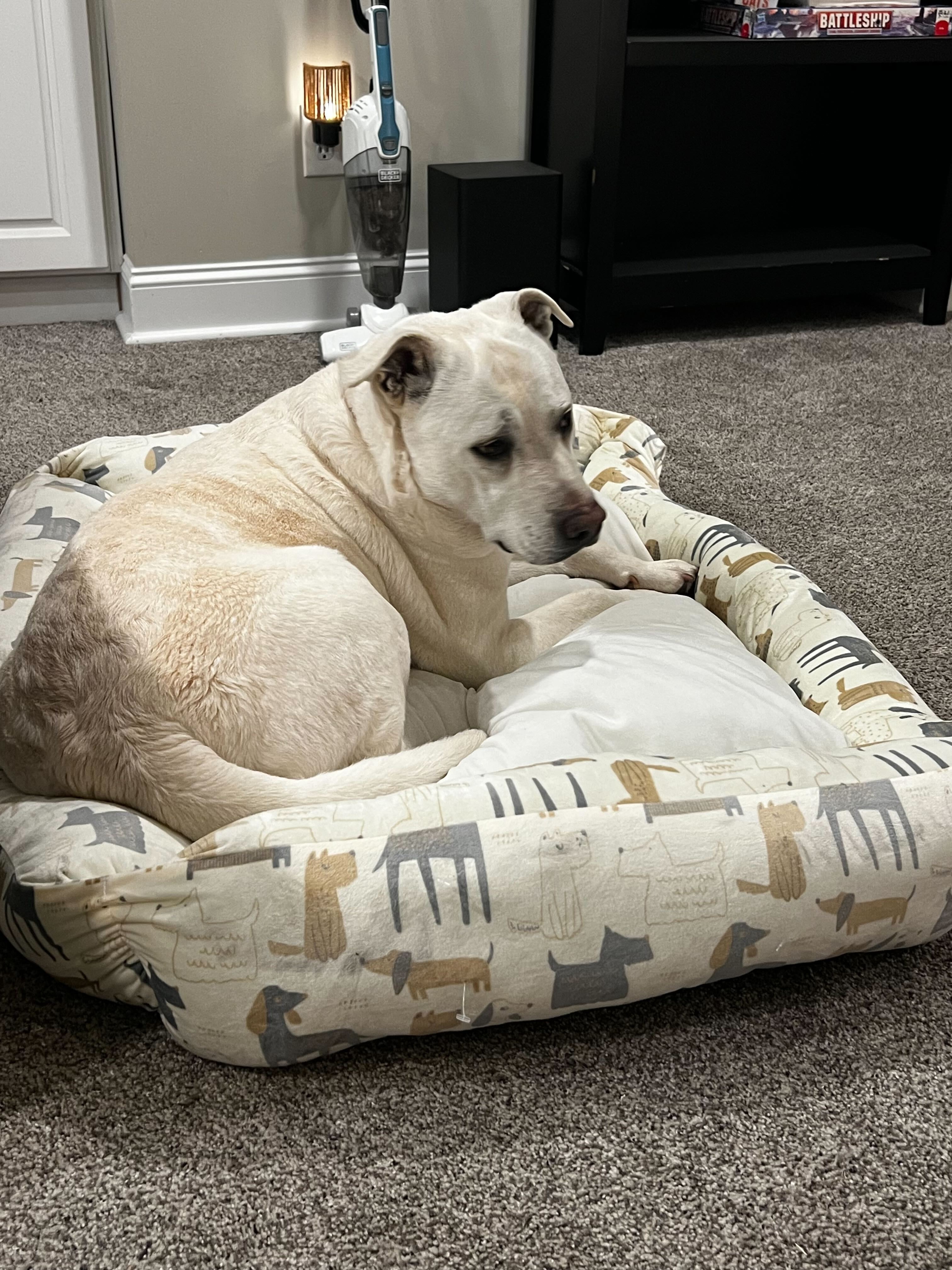 Help Snowy Recover & Find a Loving Home campaign photo, 4 of 7
