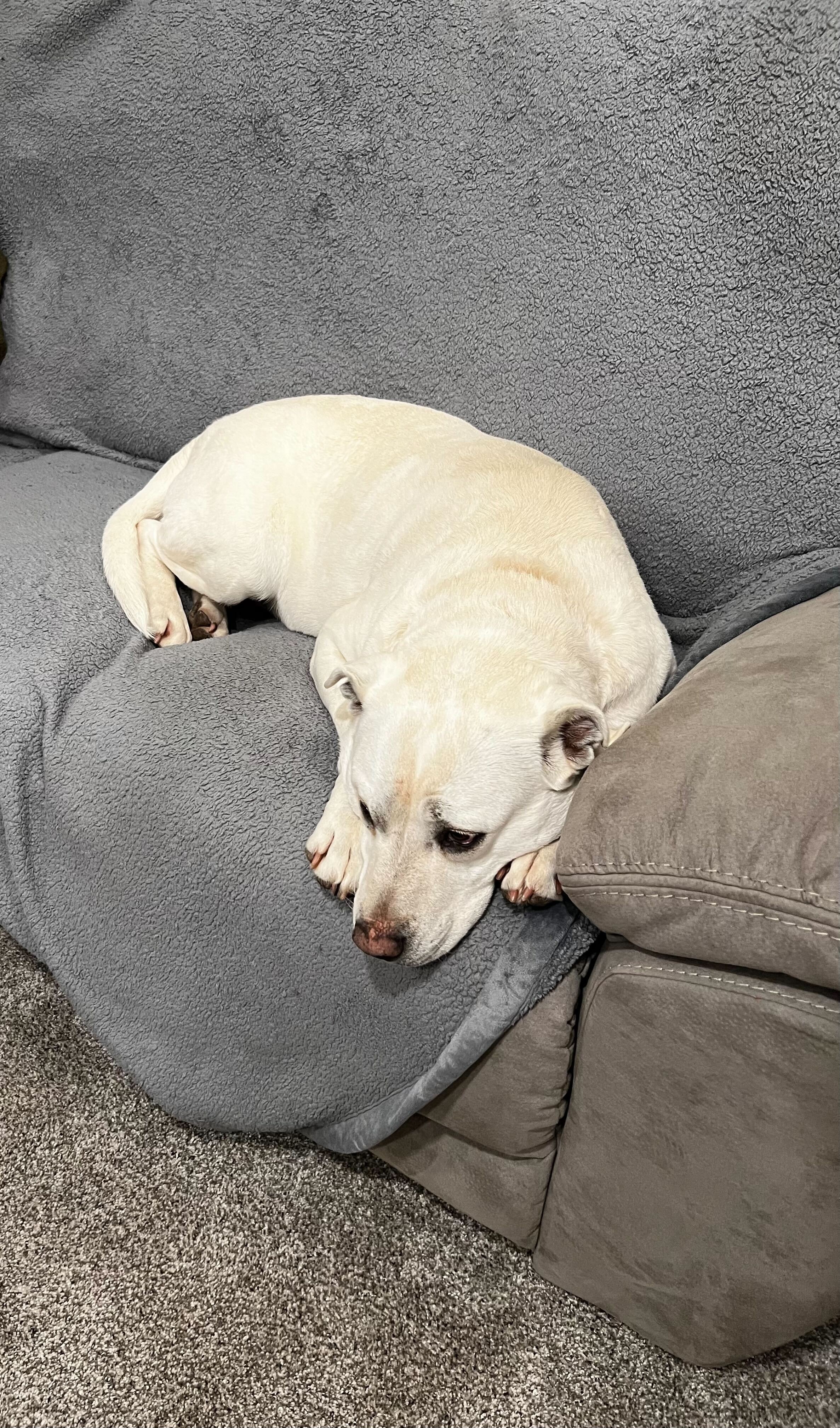 Help Snowy Recover & Find a Loving Home campaign photo, 5 of 7