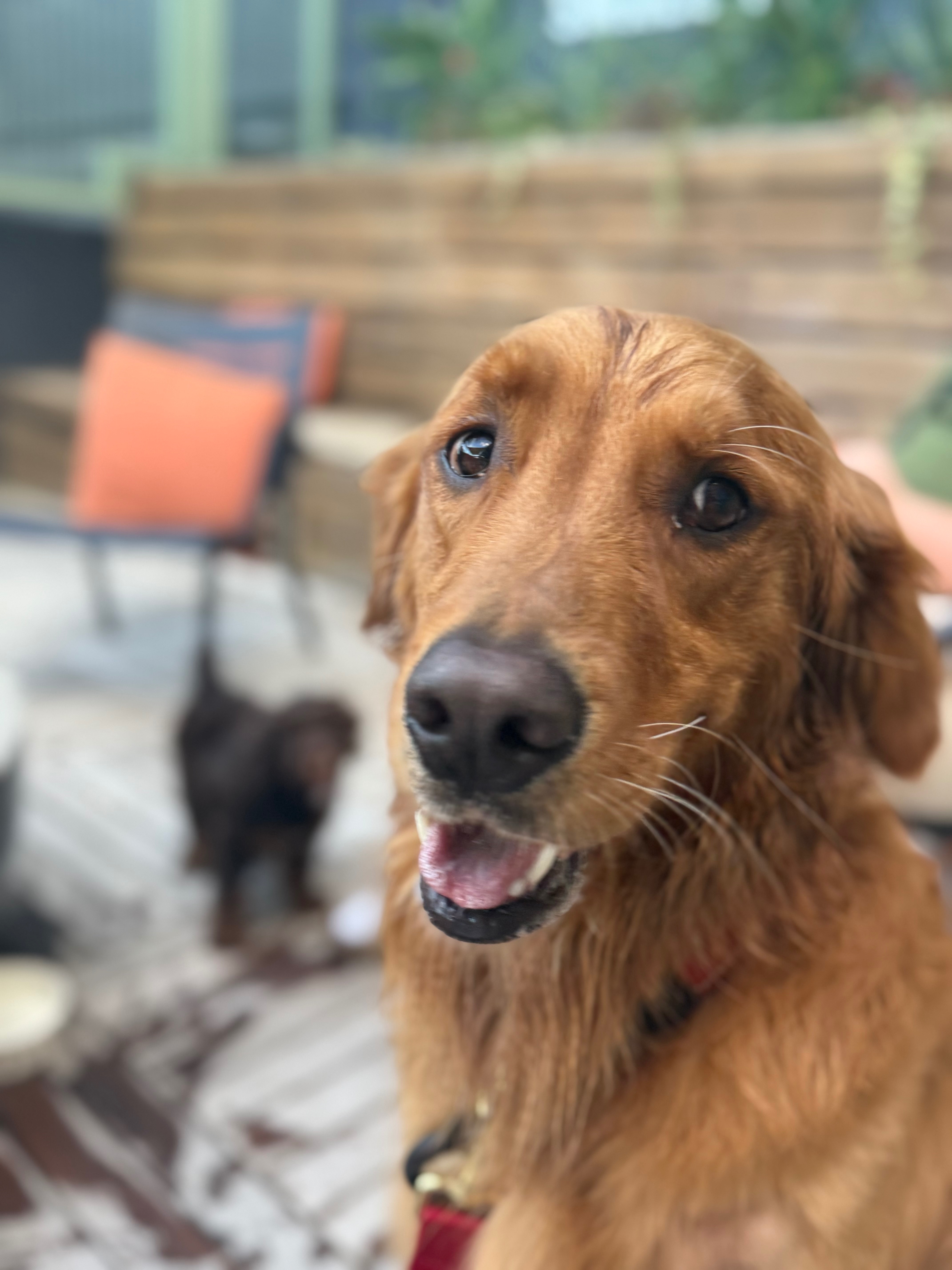 Support Booker’s Full Recovery campaign photo, 2 of 4