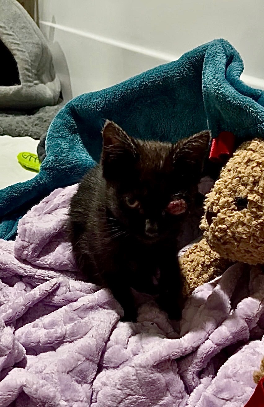 Help Give Goober the Second Chance He Deserves campaign photo, 7 of 8
