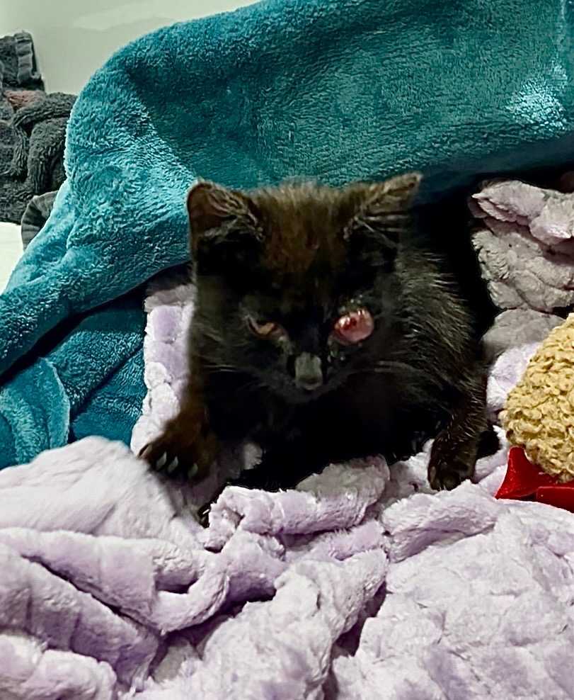 Help Give Goober the Second Chance He Deserves campaign photo, 2 of 8