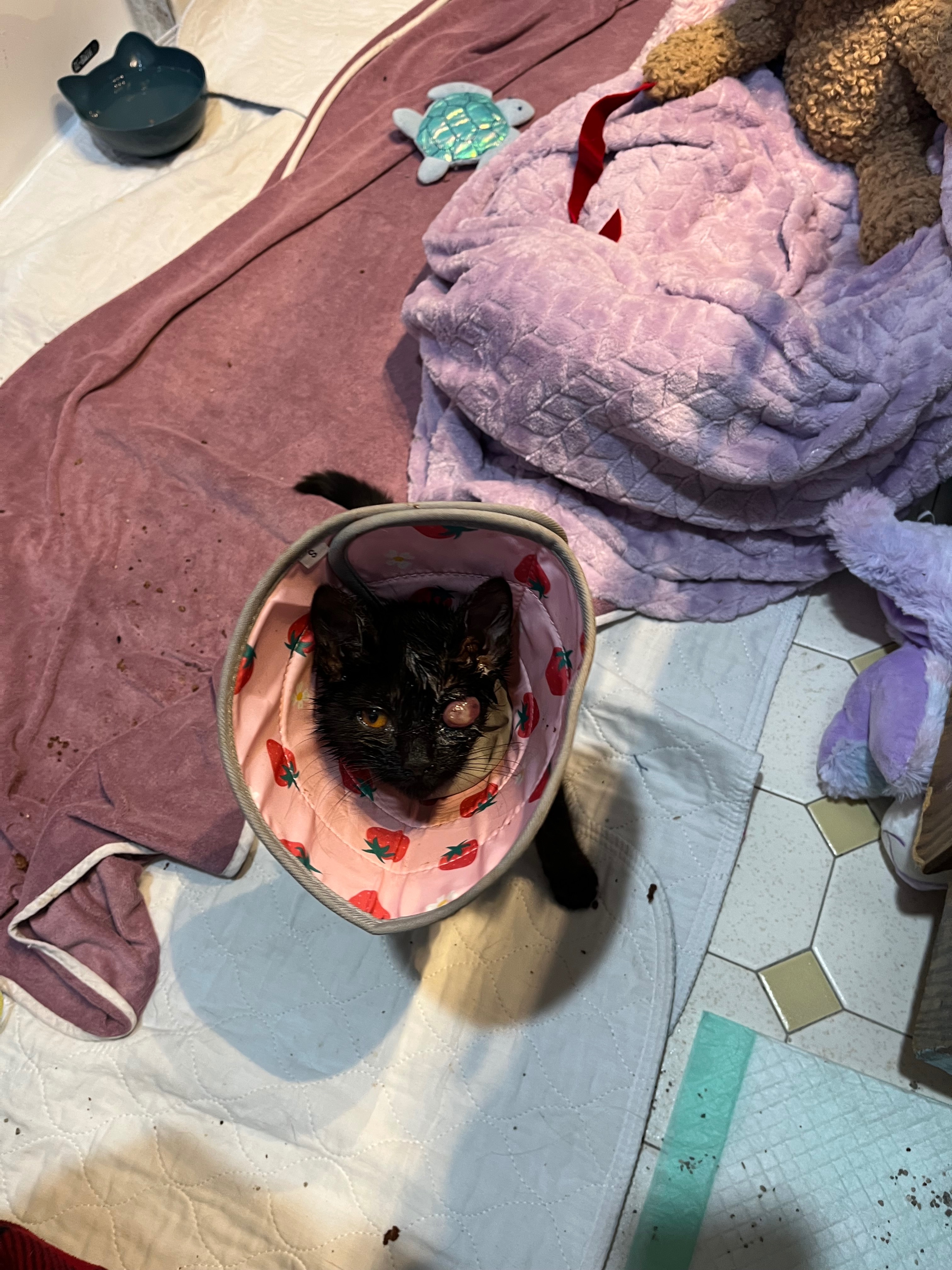 Help Give Goober the Second Chance He Deserves campaign photo, 6 of 8