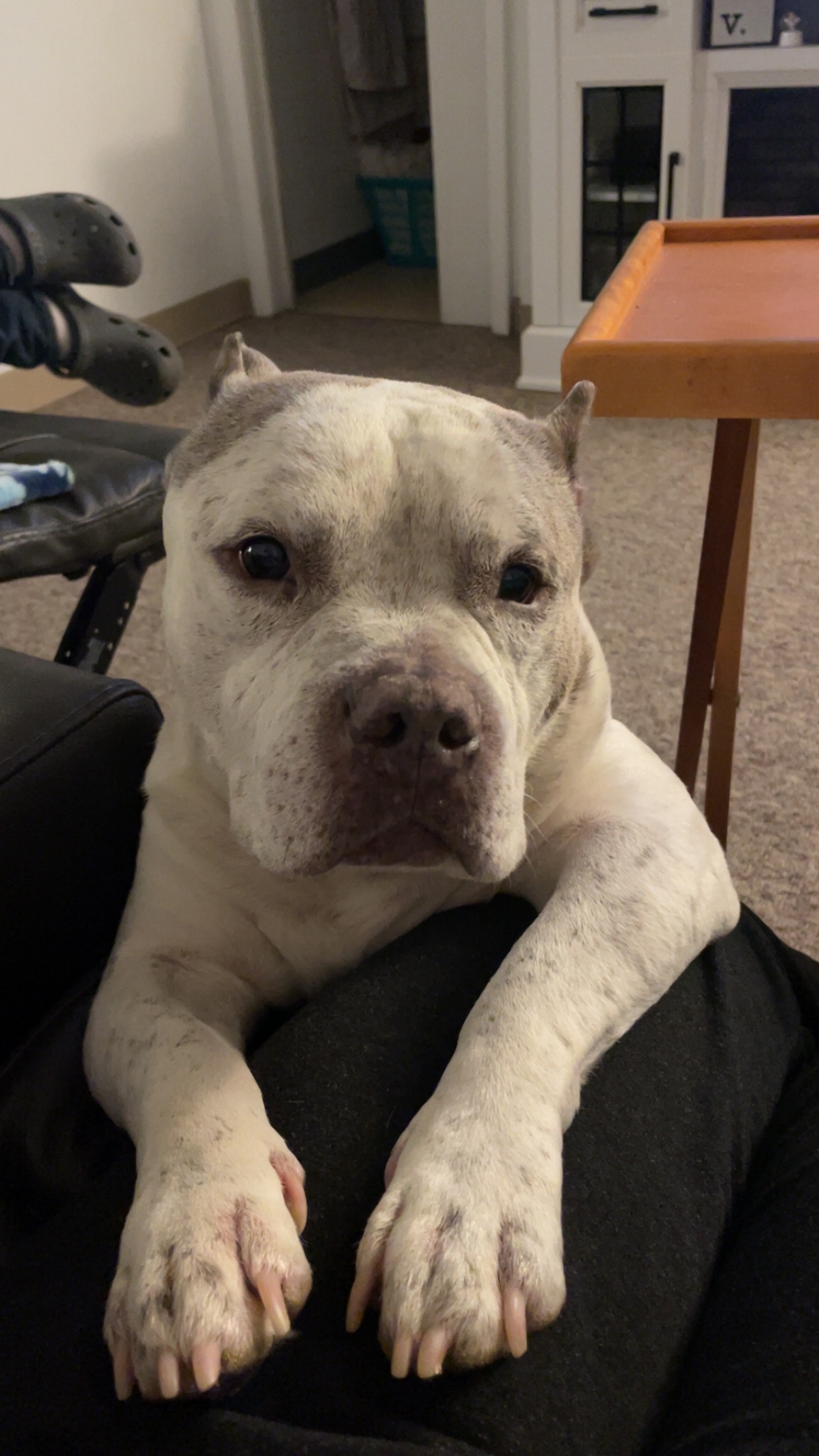 Help Paco (Bean) Get Vet Care campaign photo, 7 of 8