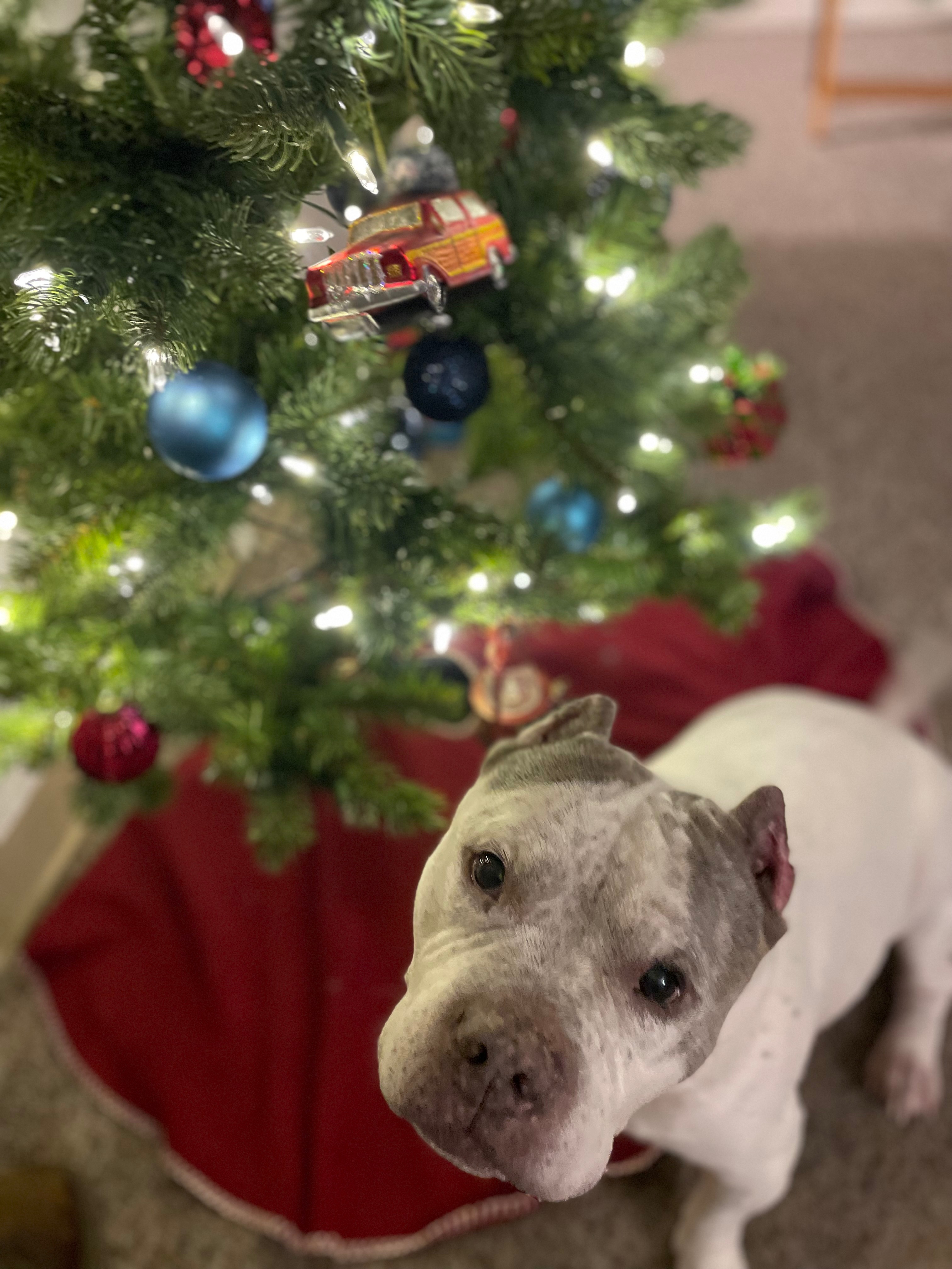 Help Paco (Bean) Get Vet Care campaign photo, 4 of 8