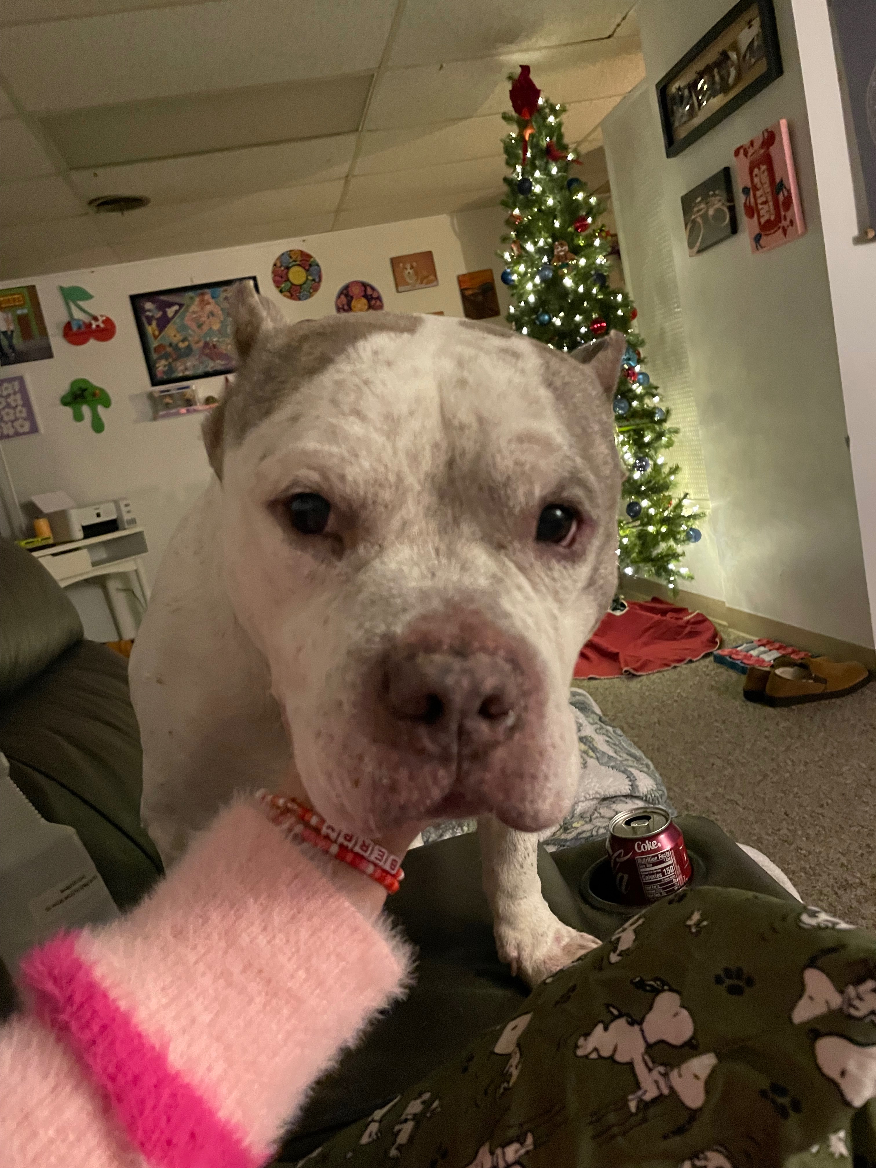 Help Paco (Bean) Get Vet Care campaign photo, 5 of 8