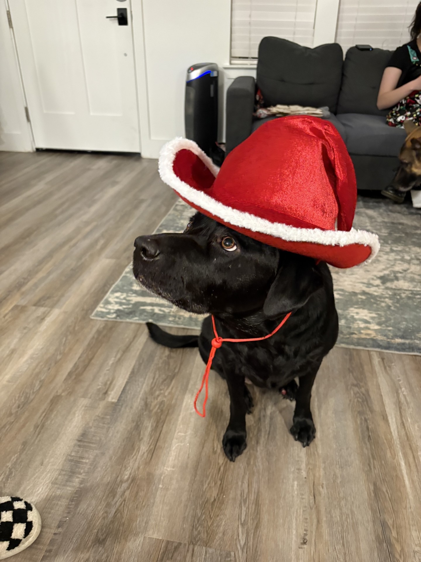 Help Luna the Lab Heal After Surgery campaign photo, 5 of 5