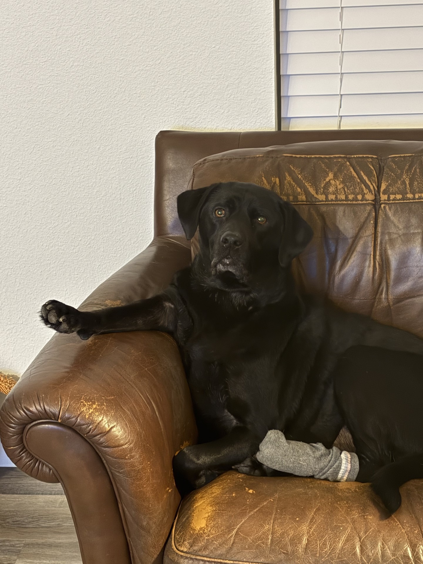 Help Luna the Lab Heal After Surgery campaign photo, 2 of 5