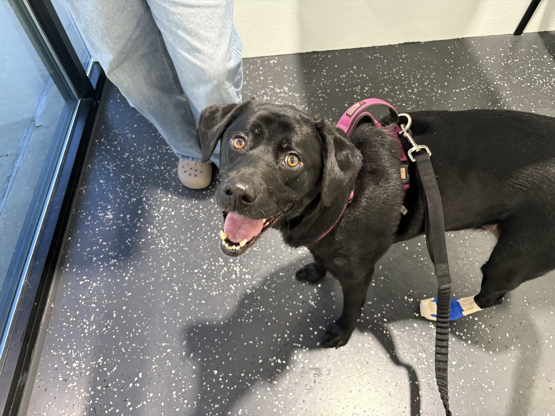 Help Luna the Lab Heal After Surgery campaign photo, 4 of 5