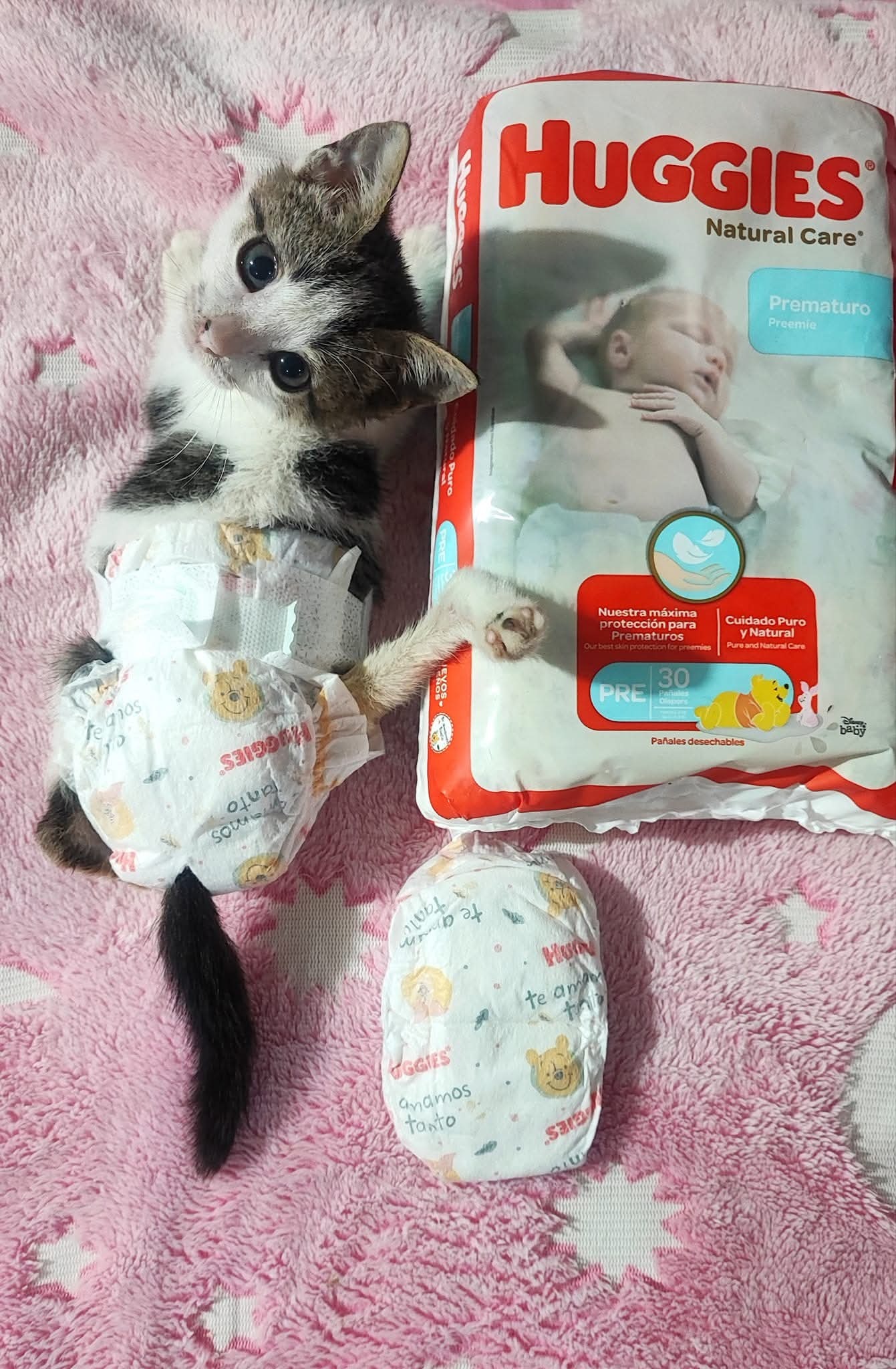 Ayúdanos a cubrir gastos médicos de gatitos con discapacidad campaign photo, 7 of 8