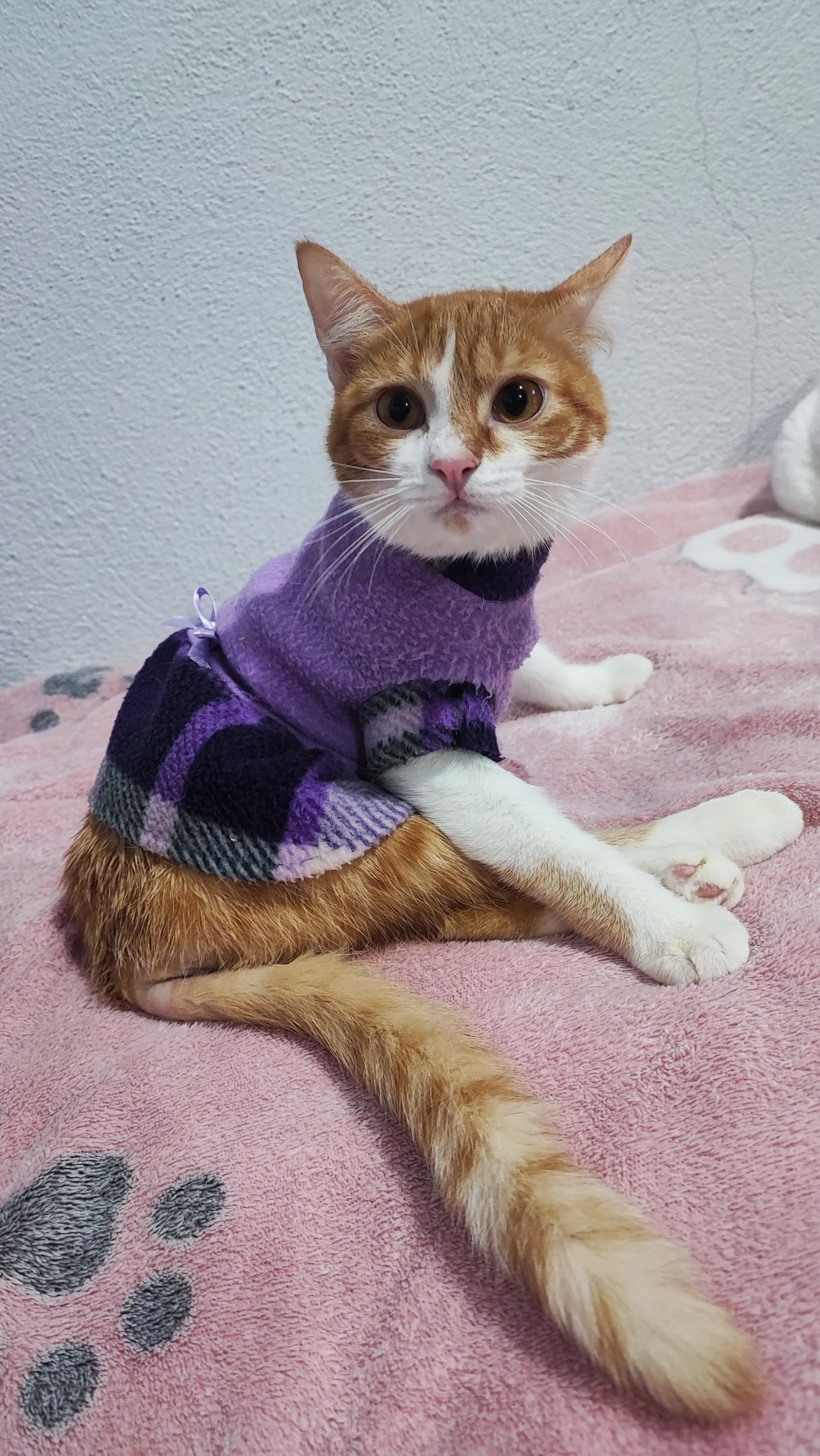 Ayúdanos a cubrir gastos médicos de gatitos con discapacidad campaign photo, 4 of 8