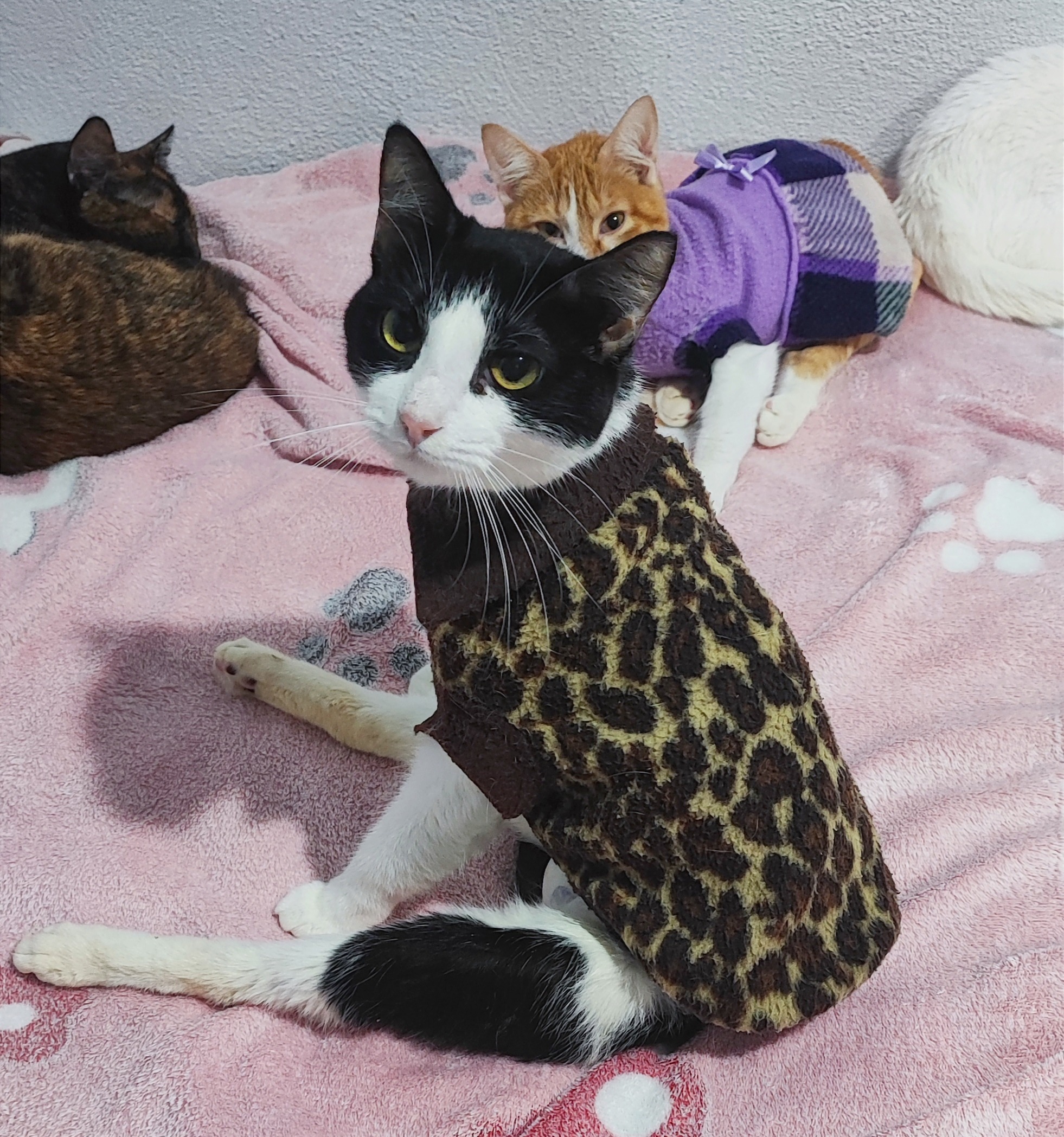 Ayúdanos a cubrir gastos médicos de gatitos con discapacidad campaign photo, 5 of 8