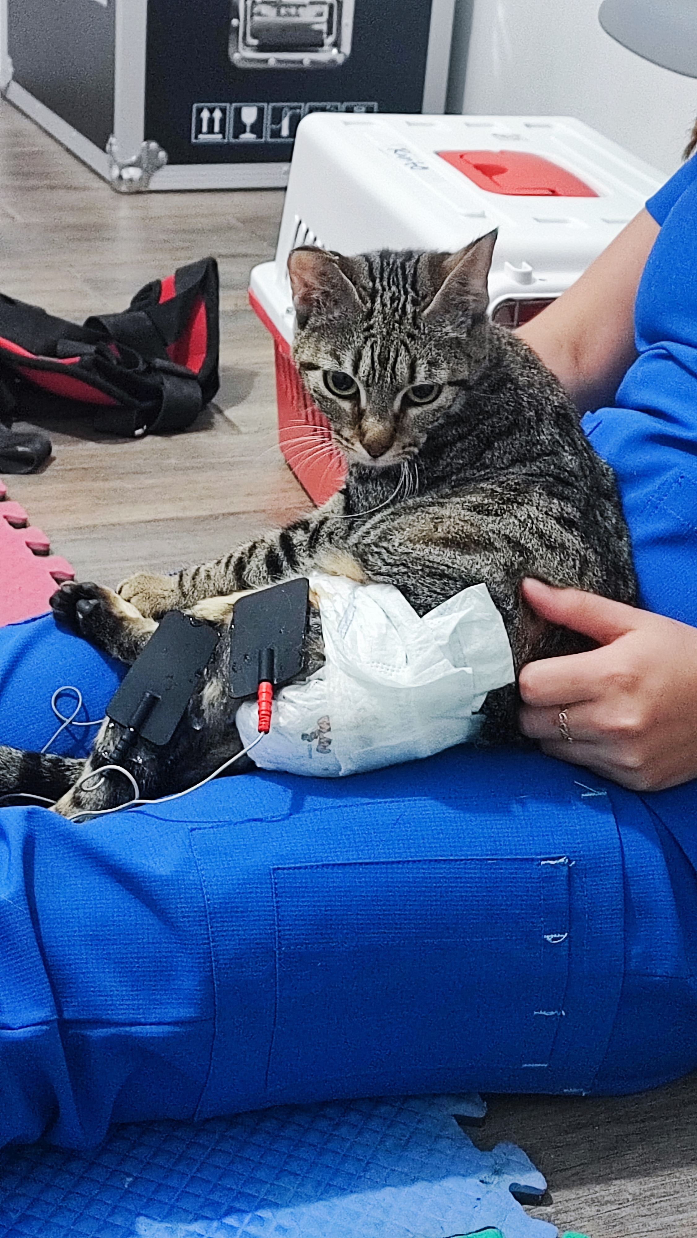 Ayúdanos a cubrir gastos médicos de gatitos con discapacidad campaign photo, 6 of 8