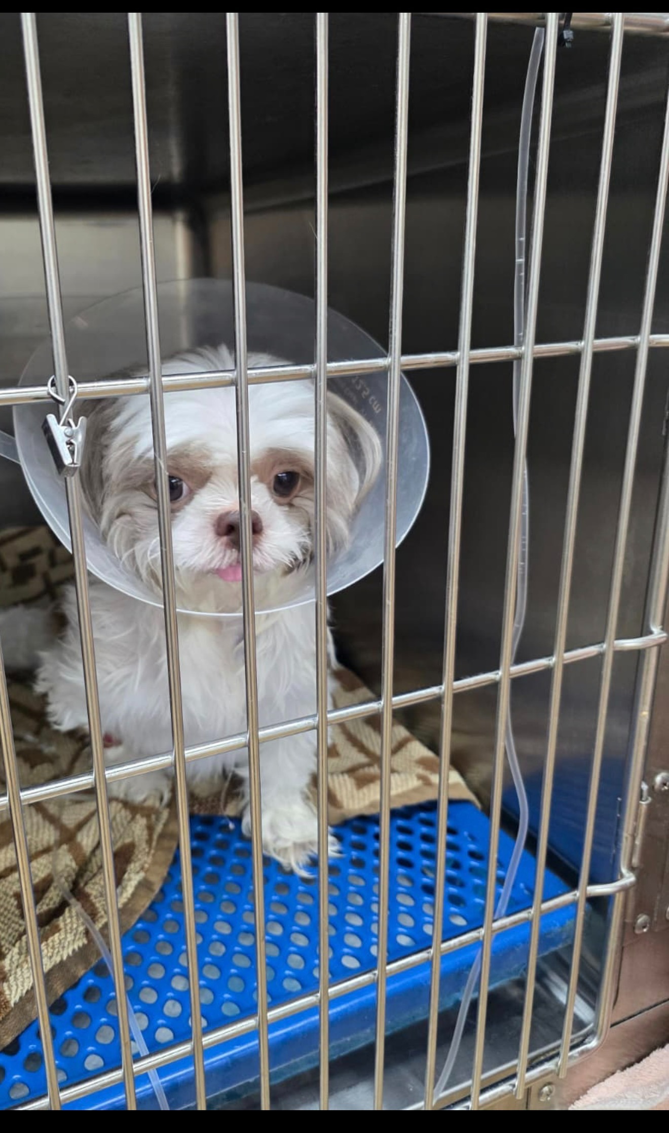 Help Tuty Recover from Emergency Surgery campaign photo, 6 of 7