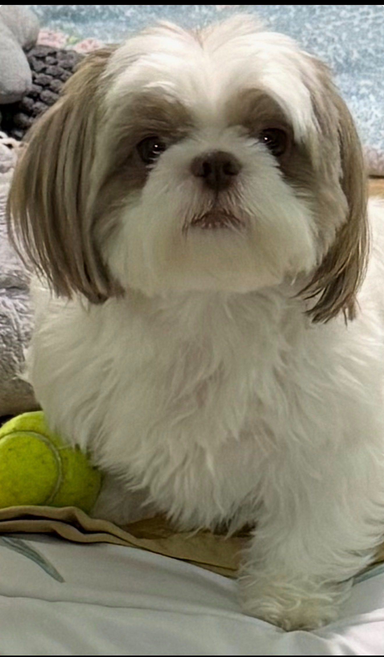 Help Tuty Recover from Emergency Surgery campaign photo, 2 of 7