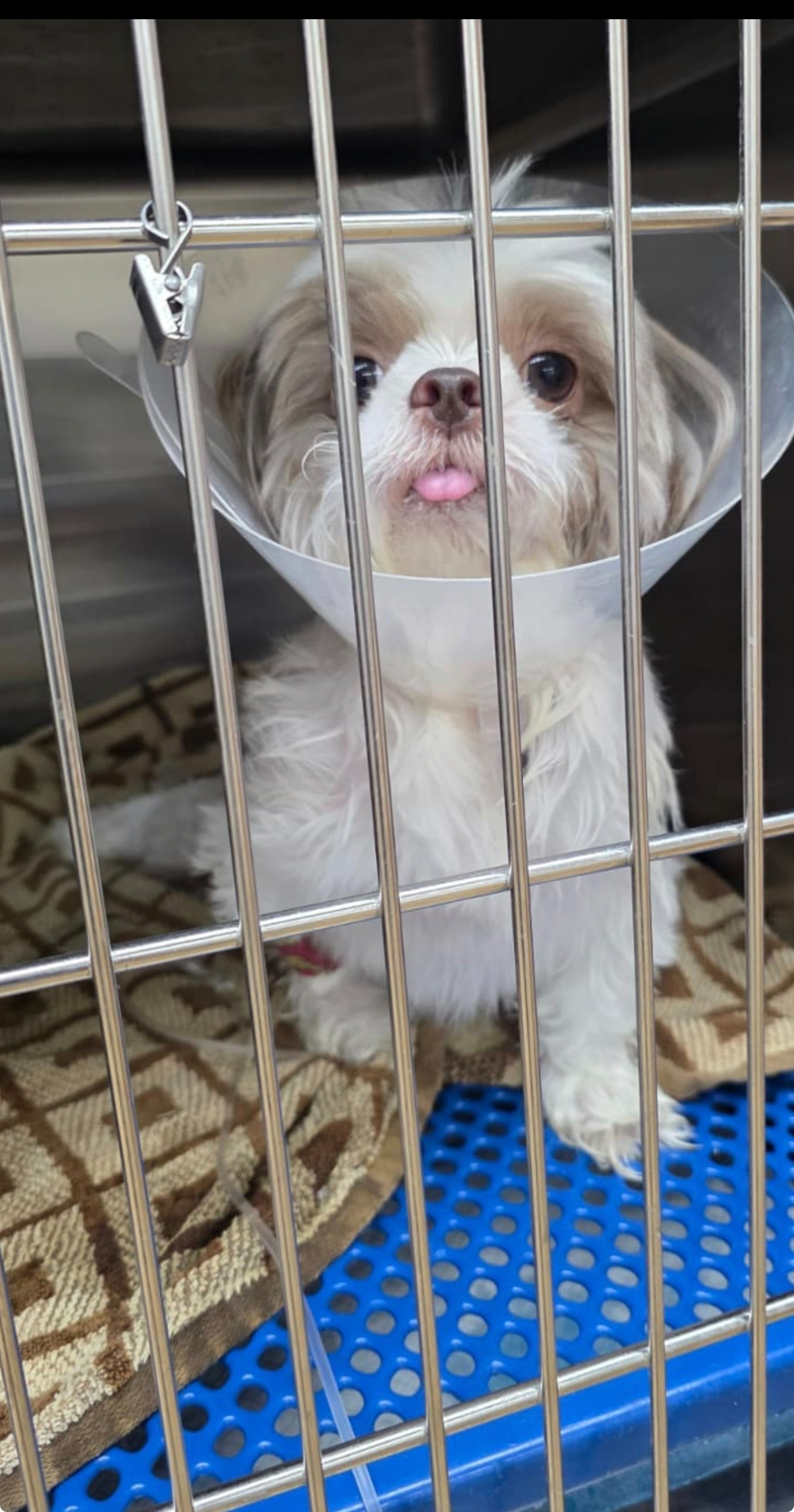 Help Tuty Recover from Emergency Surgery campaign photo, 5 of 7