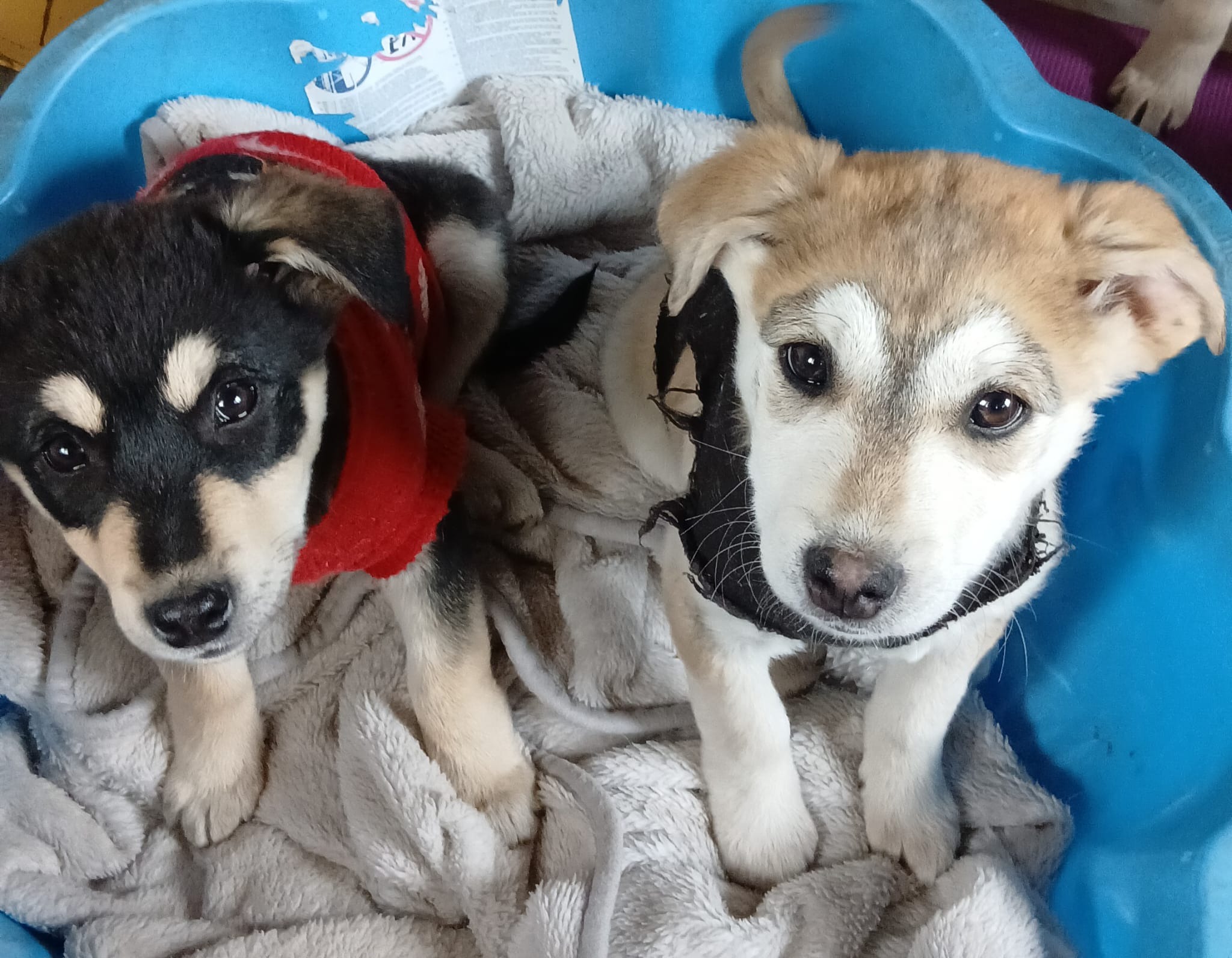 Let's help give abandoned dogs a new lease on life! campaign photo, 4 of 7