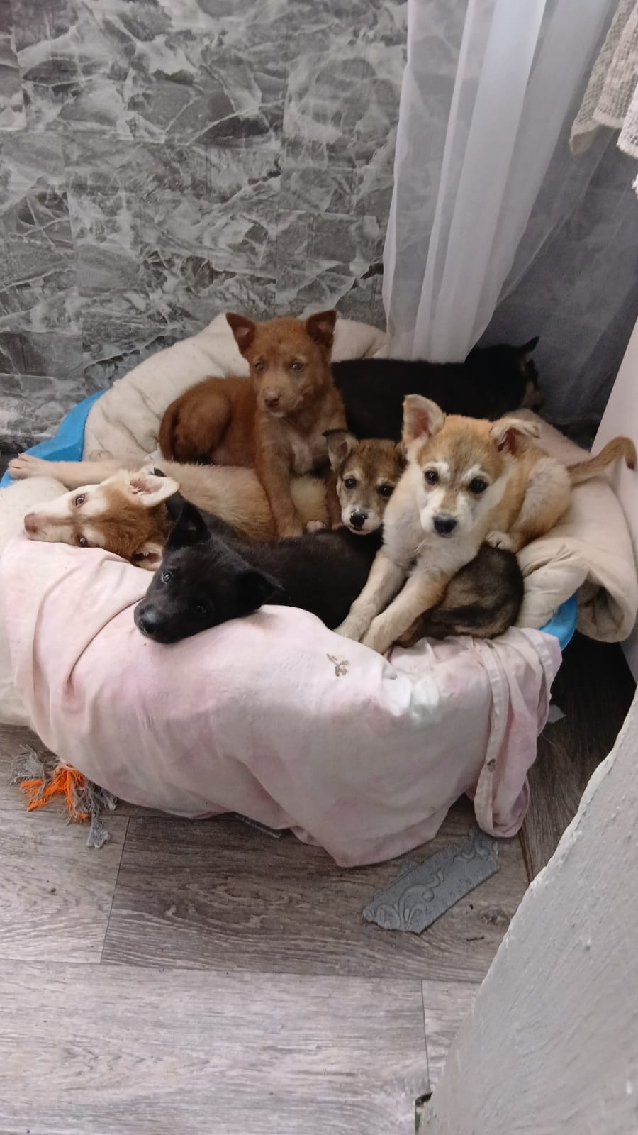 Let's help give abandoned dogs a new lease on life! campaign photo, 5 of 7