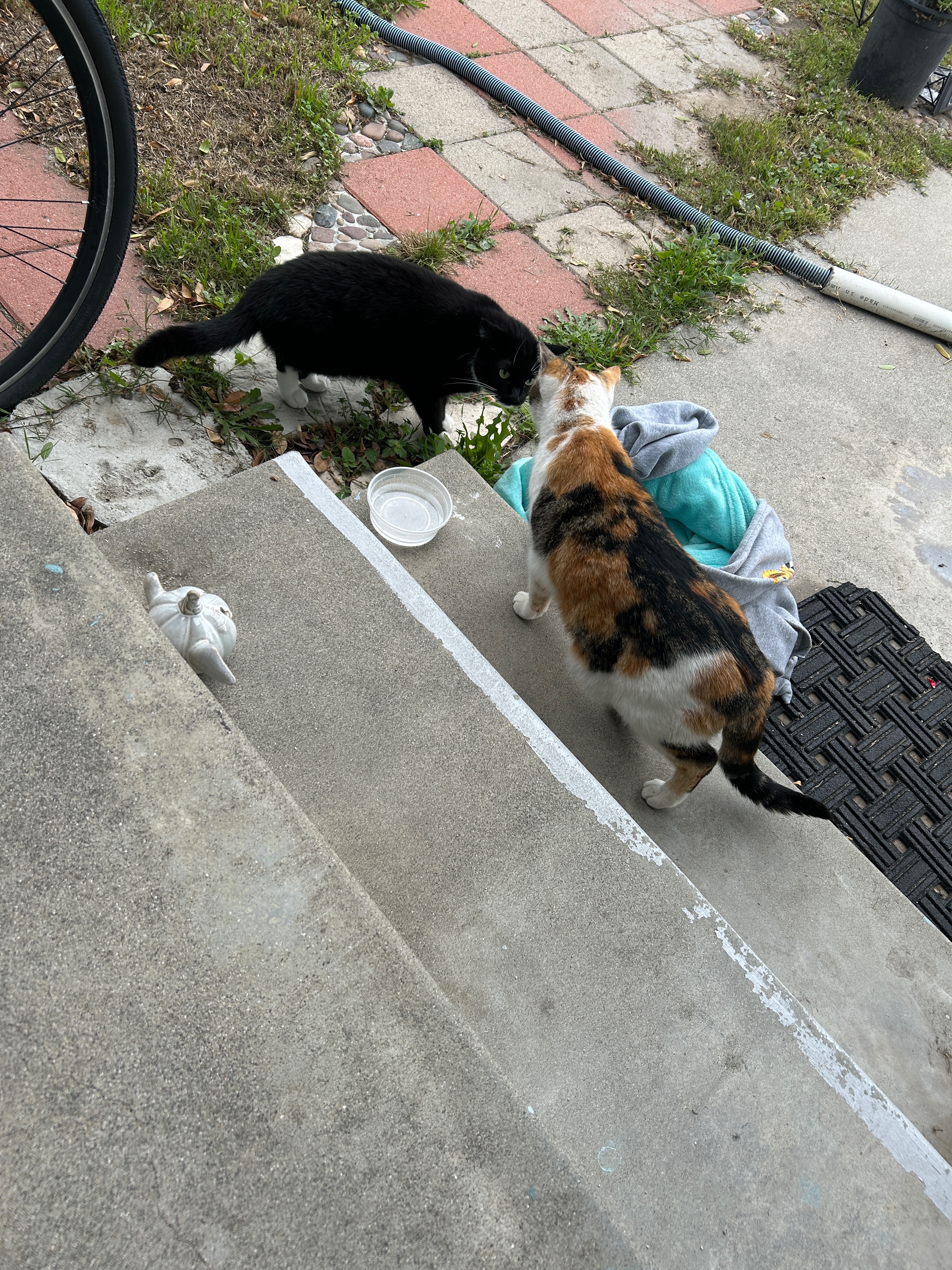Help Support Vet Visit for Stray Cat with Lump campaign photo, 2 of 4