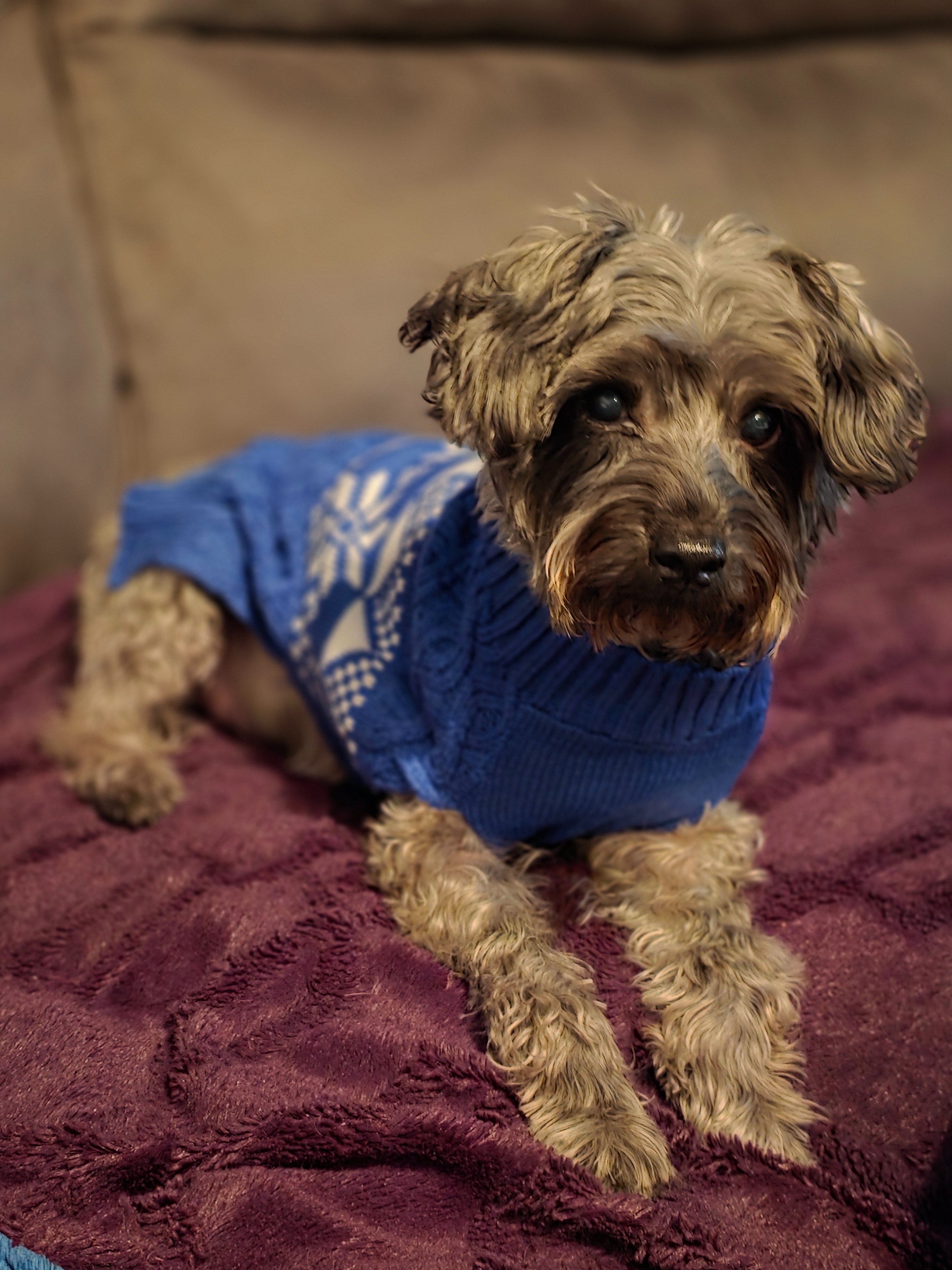 Help Save Charlie’s Life campaign photo, 7 of 8