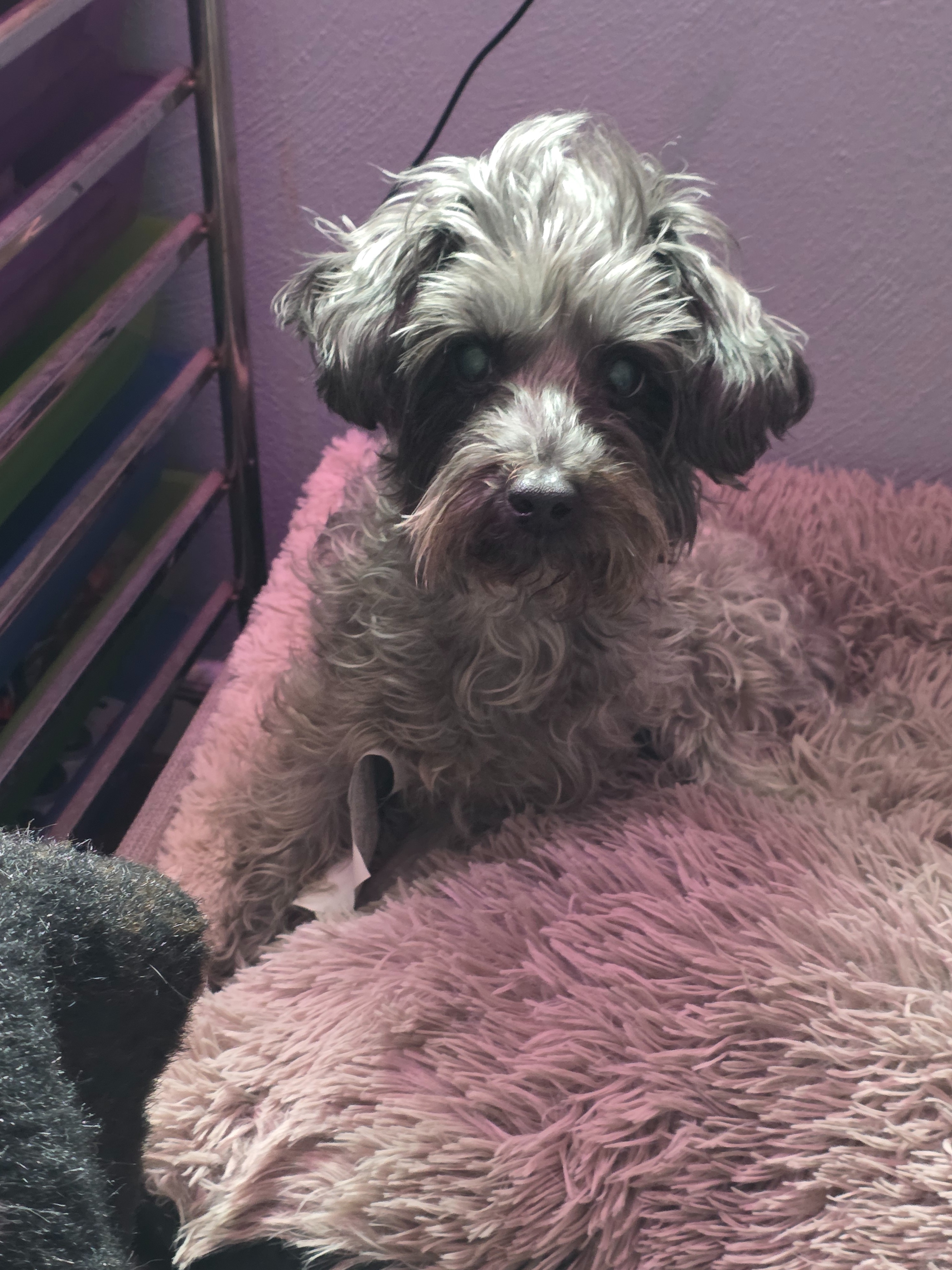 Help Save Charlie’s Life campaign photo, 2 of 8