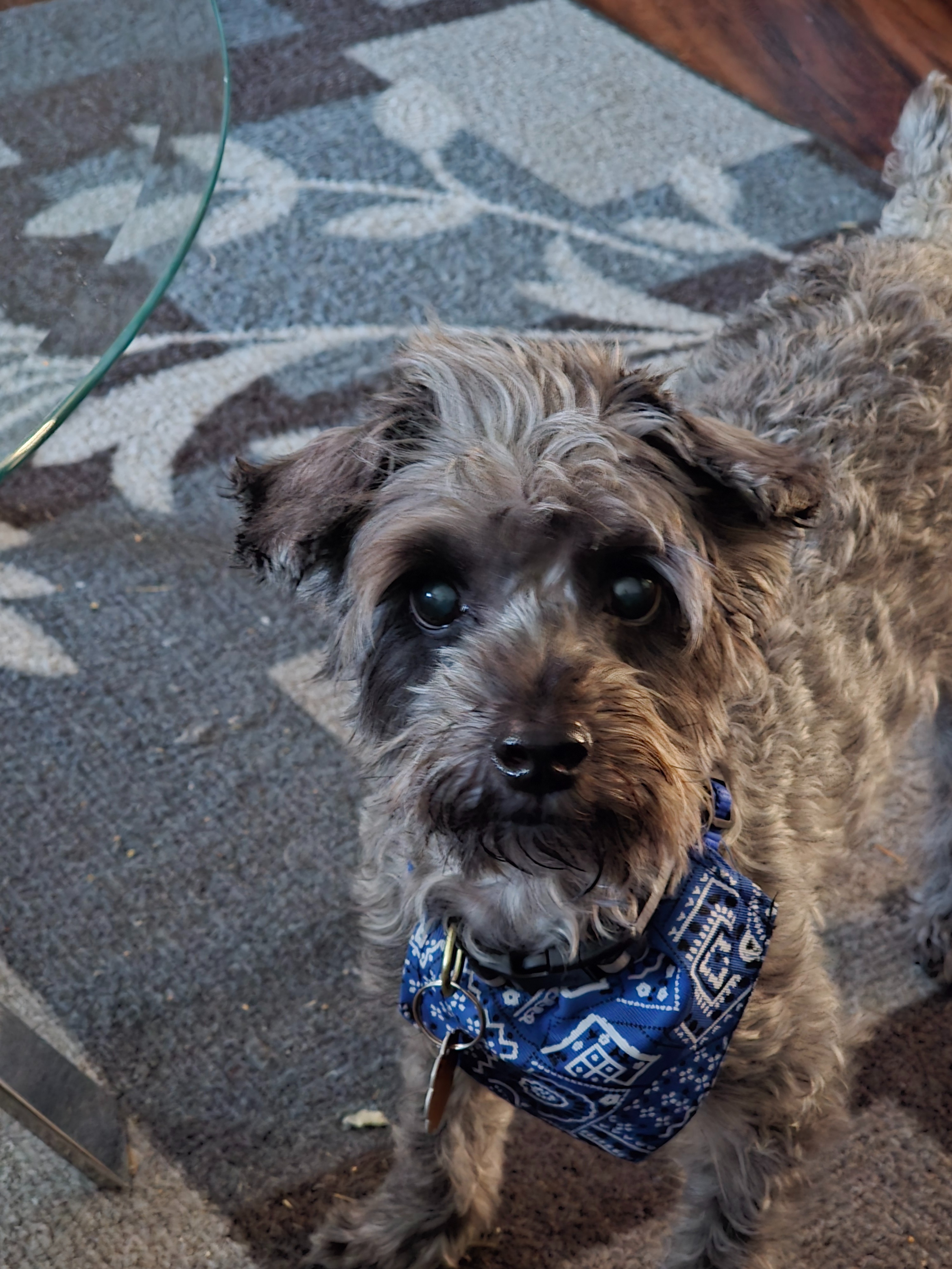 Help Save Charlie’s Life campaign photo, 4 of 8