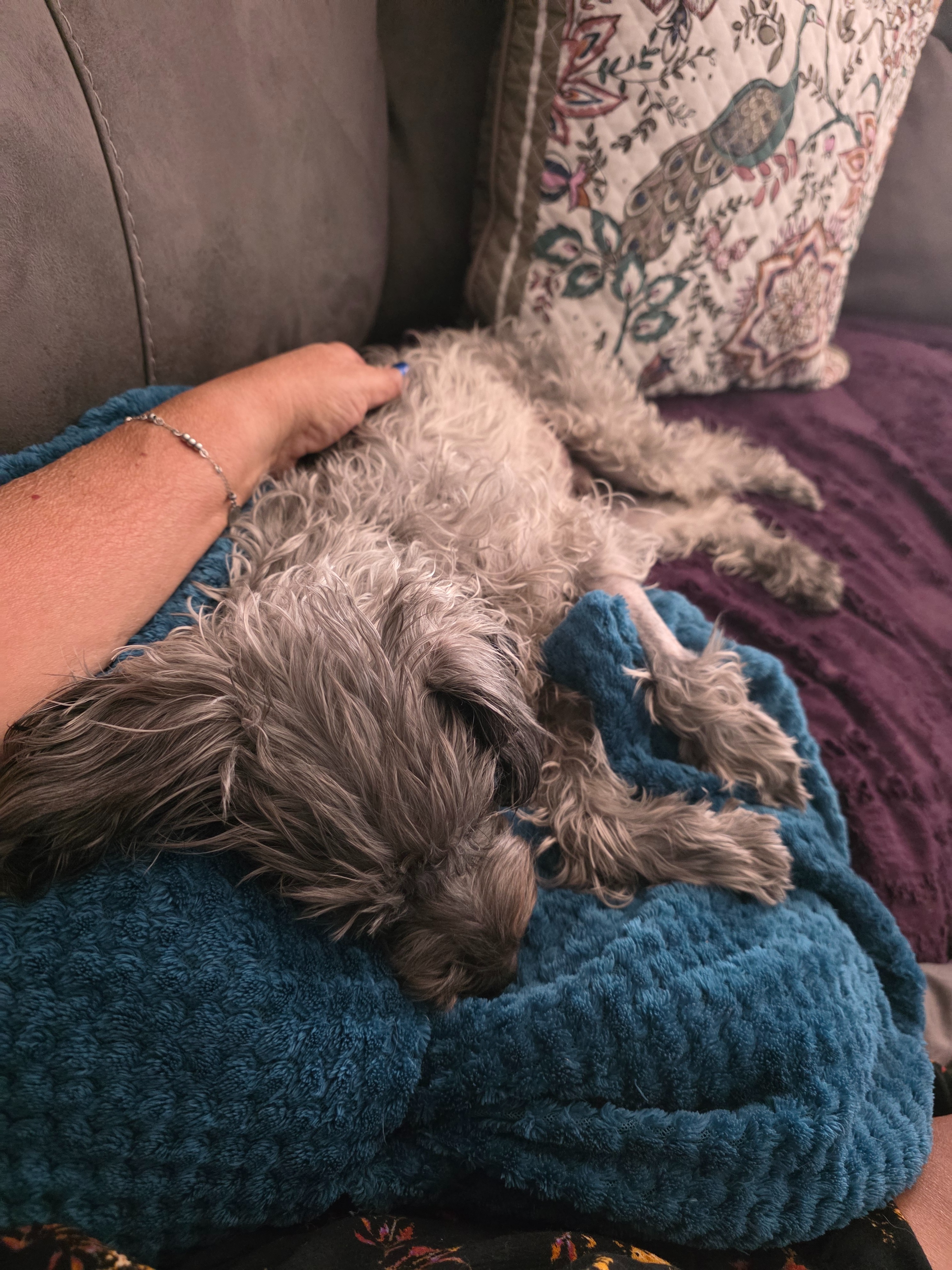 Help Save Charlie’s Life campaign photo, 6 of 8