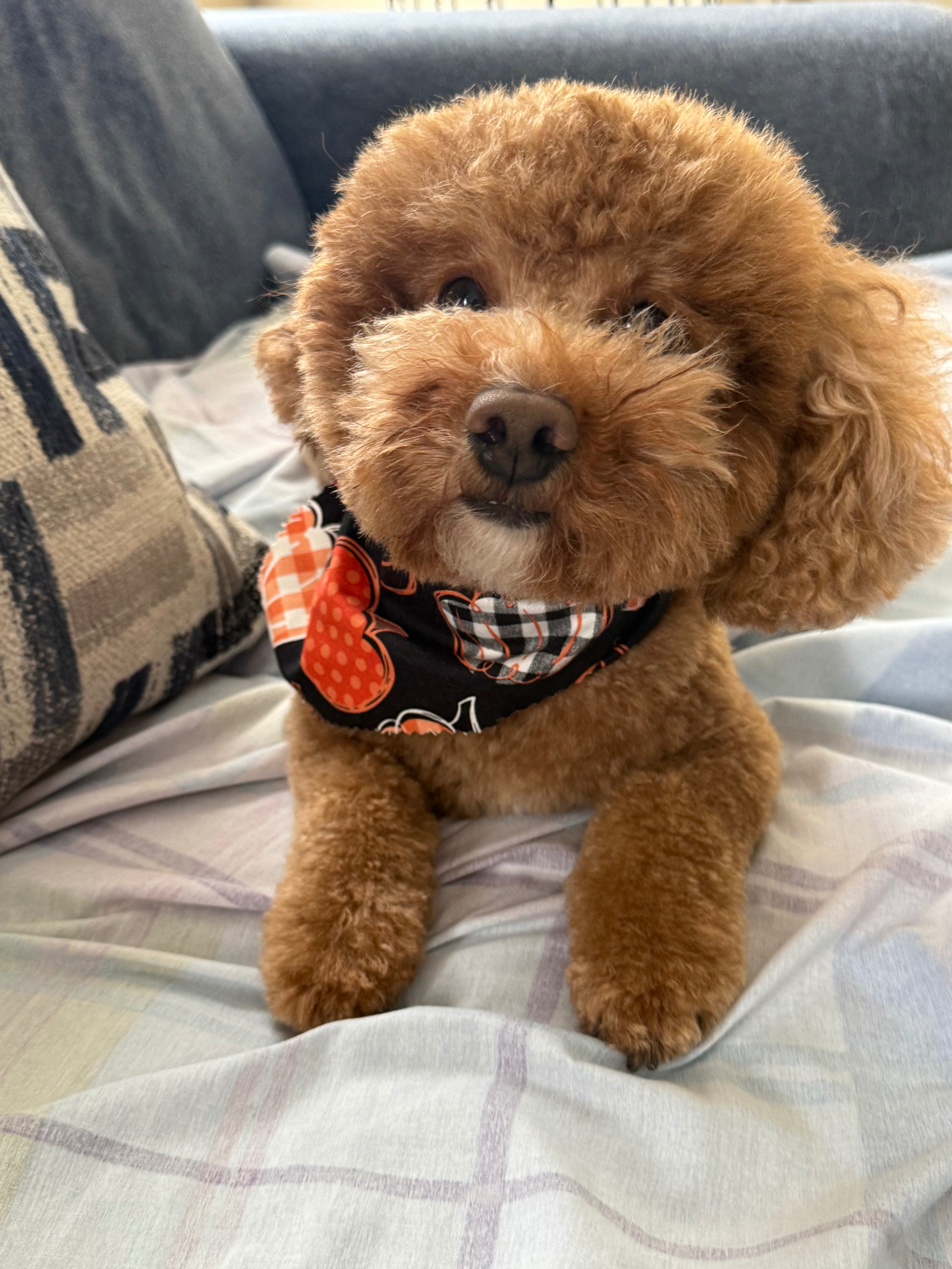 Prayers and Funds for Max’s Surgery campaign photo, 4 of 7
