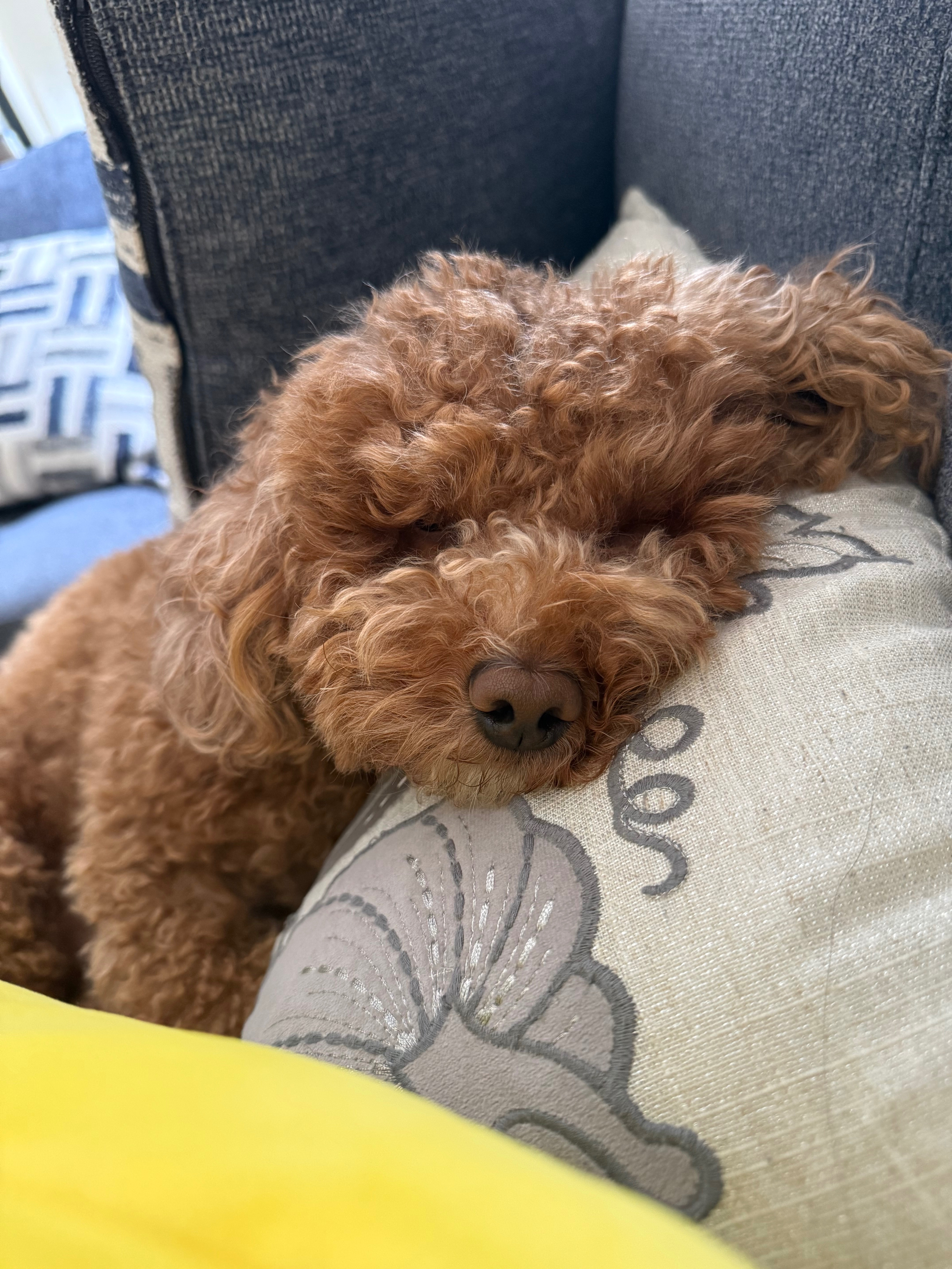 Prayers and Funds for Max’s Surgery campaign photo, 5 of 7