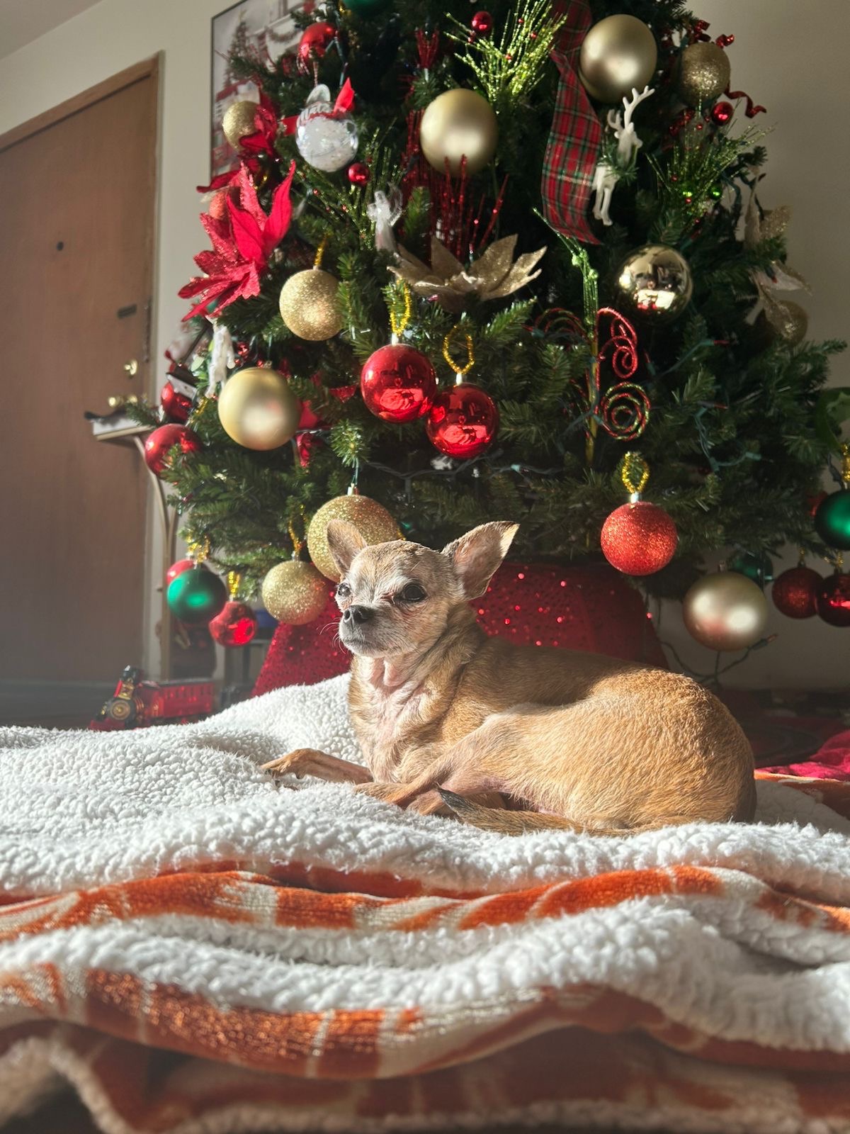 Help Samuel Get Lifesaving Veterinary Care campaign photo, 7 of 8