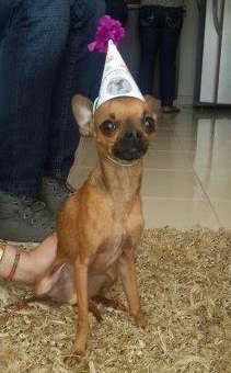 Help Samuel Get Lifesaving Veterinary Care campaign photo, 2 of 8