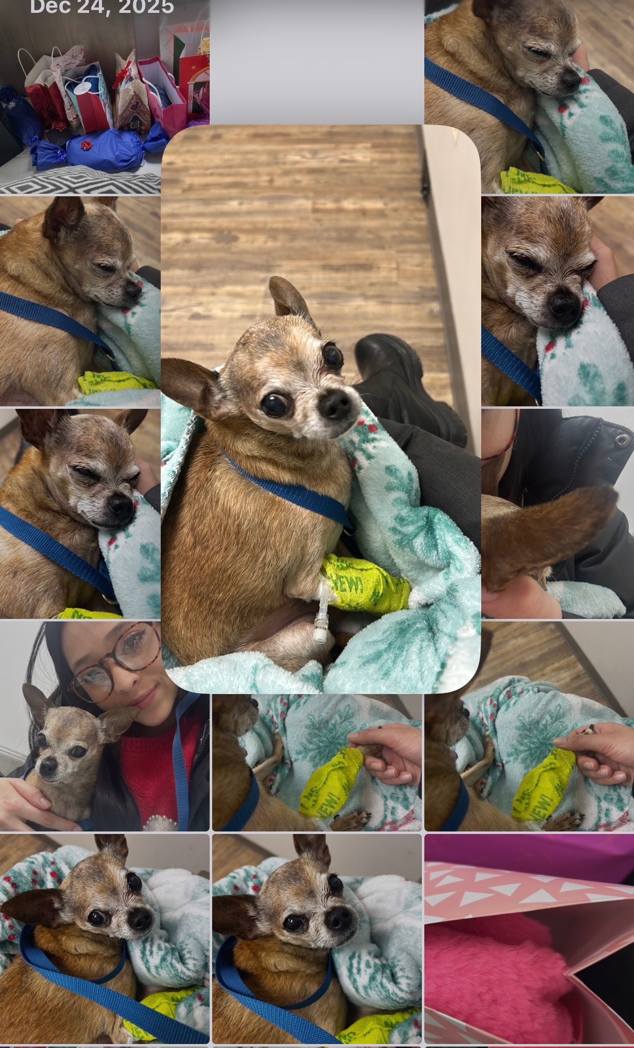 Help Samuel Get Lifesaving Veterinary Care campaign photo, 6 of 8