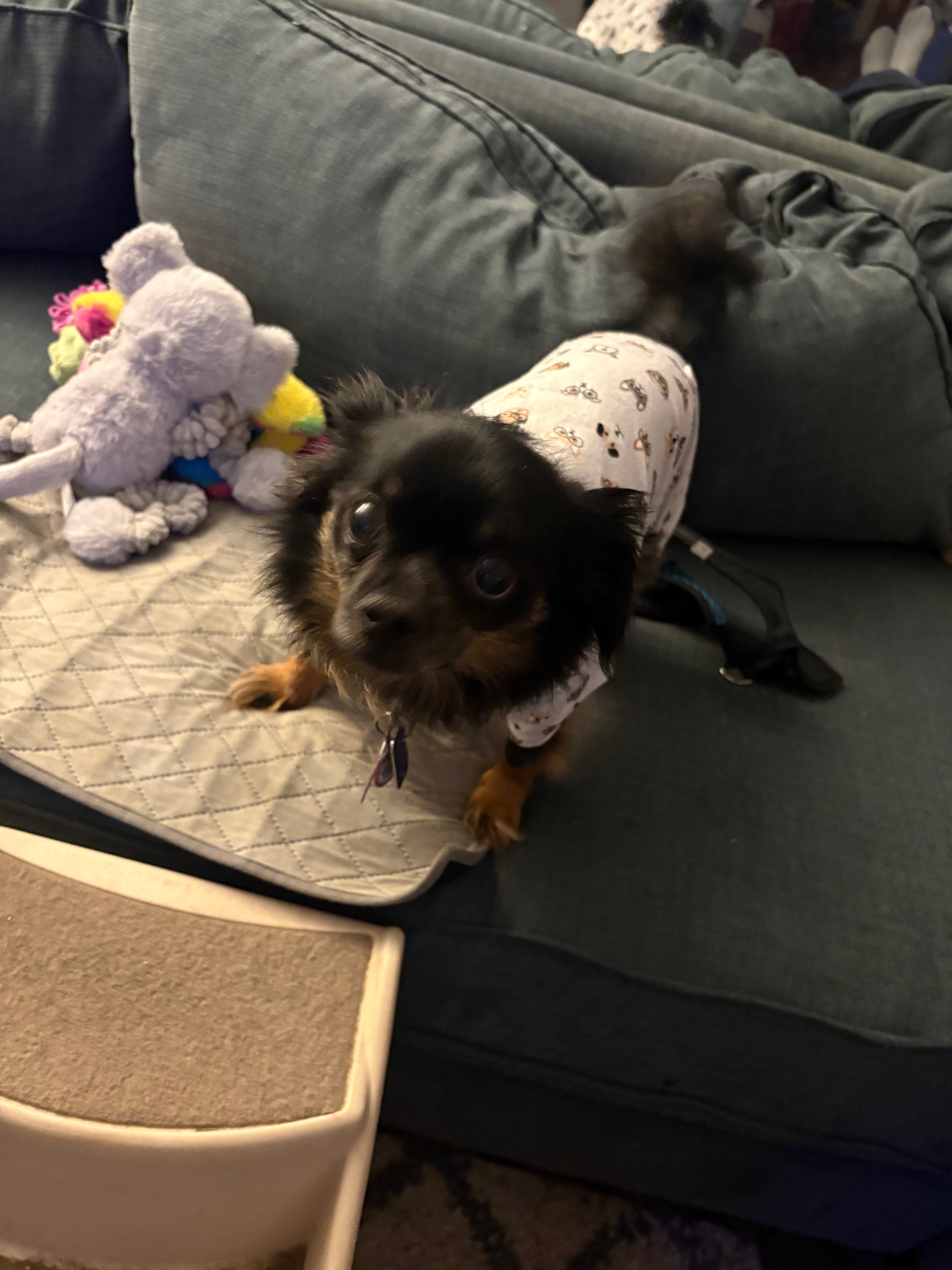 Help Buddy Get the Vet Care He Needs campaign photo, 4 of 5