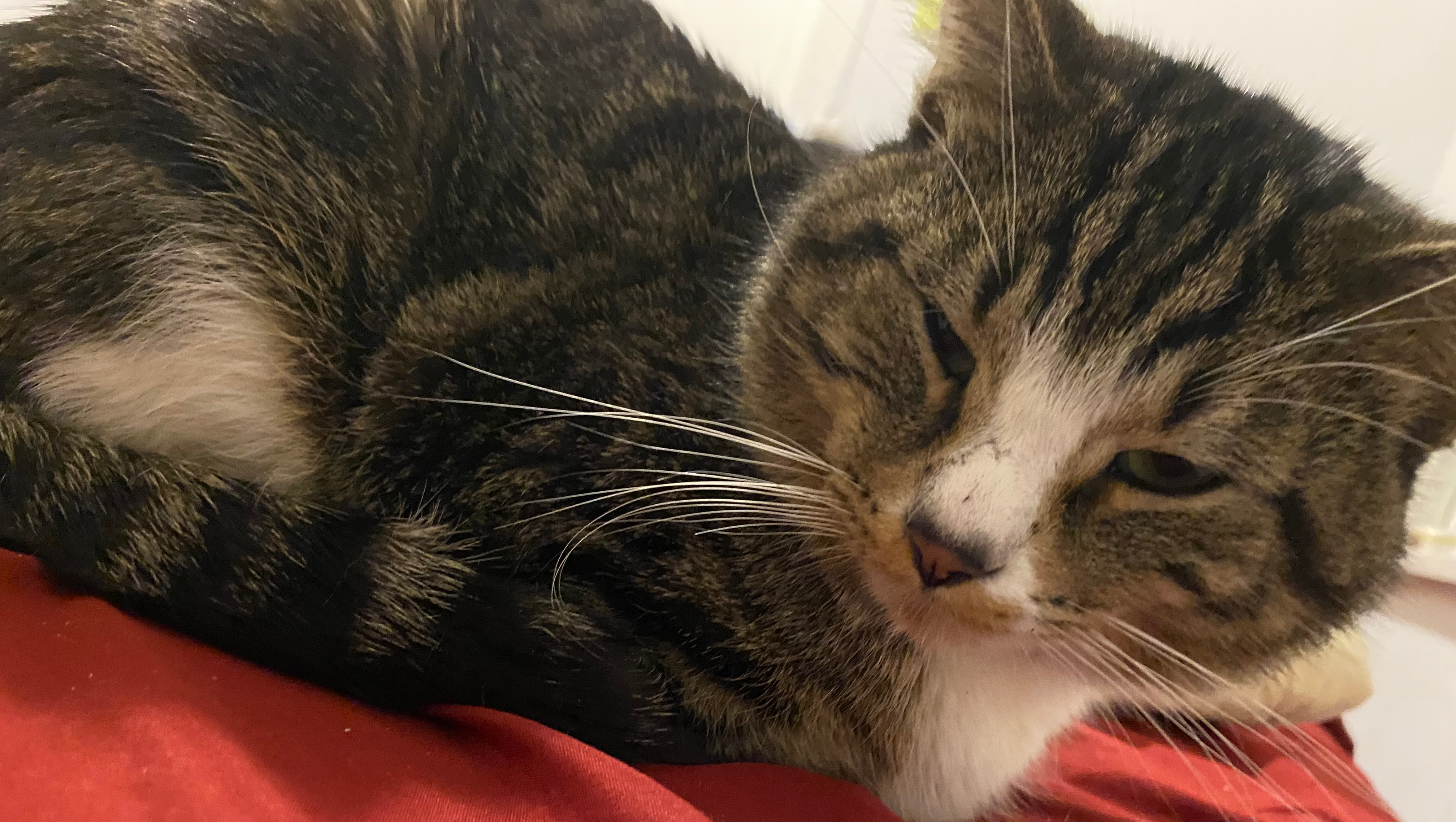 Help Basete Get Urgent Vet Care photo