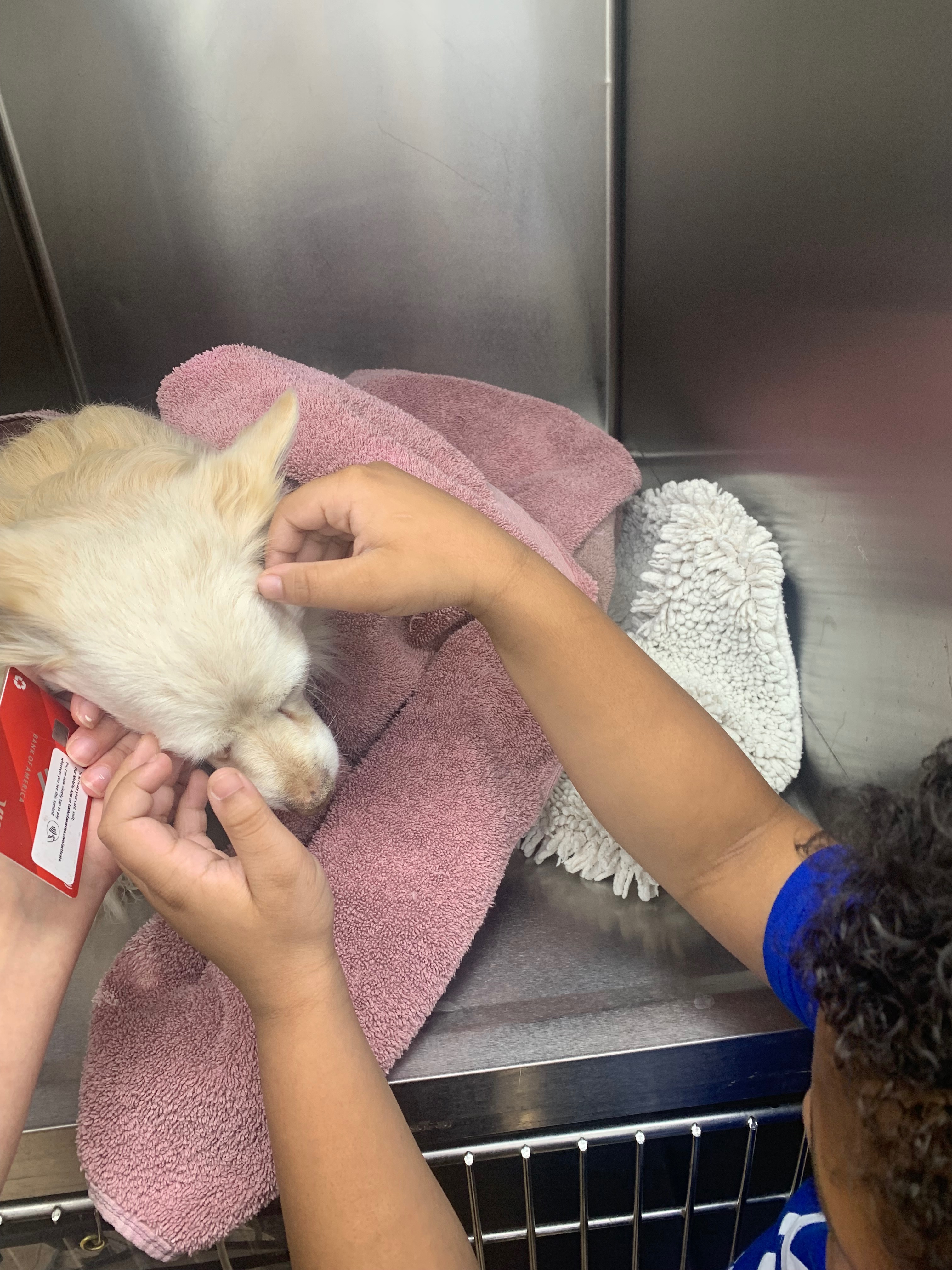 Help Save Honey: Emergency Surgery Needed campaign photo, 4 of 8