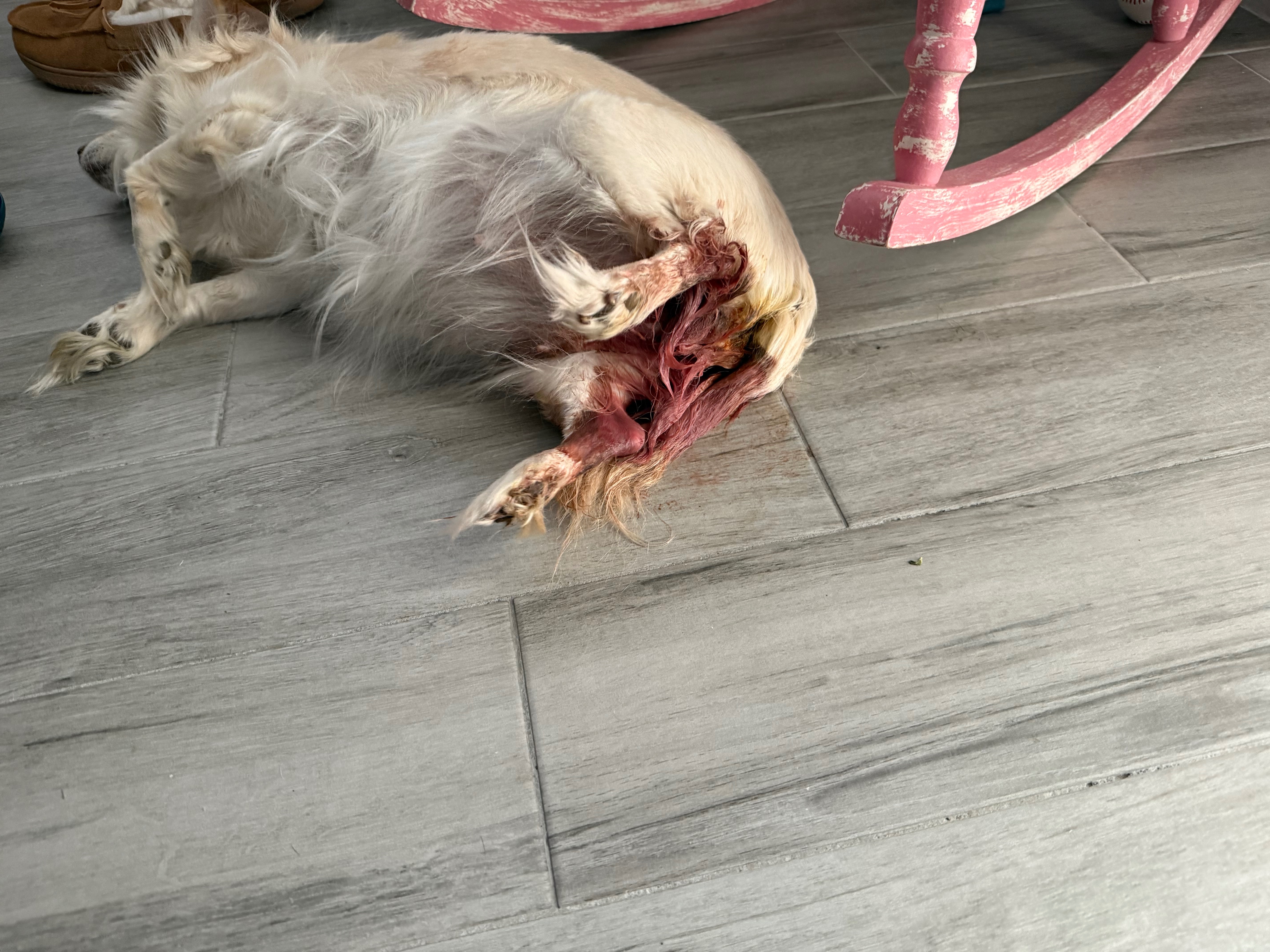 Help Save Honey: Emergency Surgery Needed campaign photo, 5 of 8