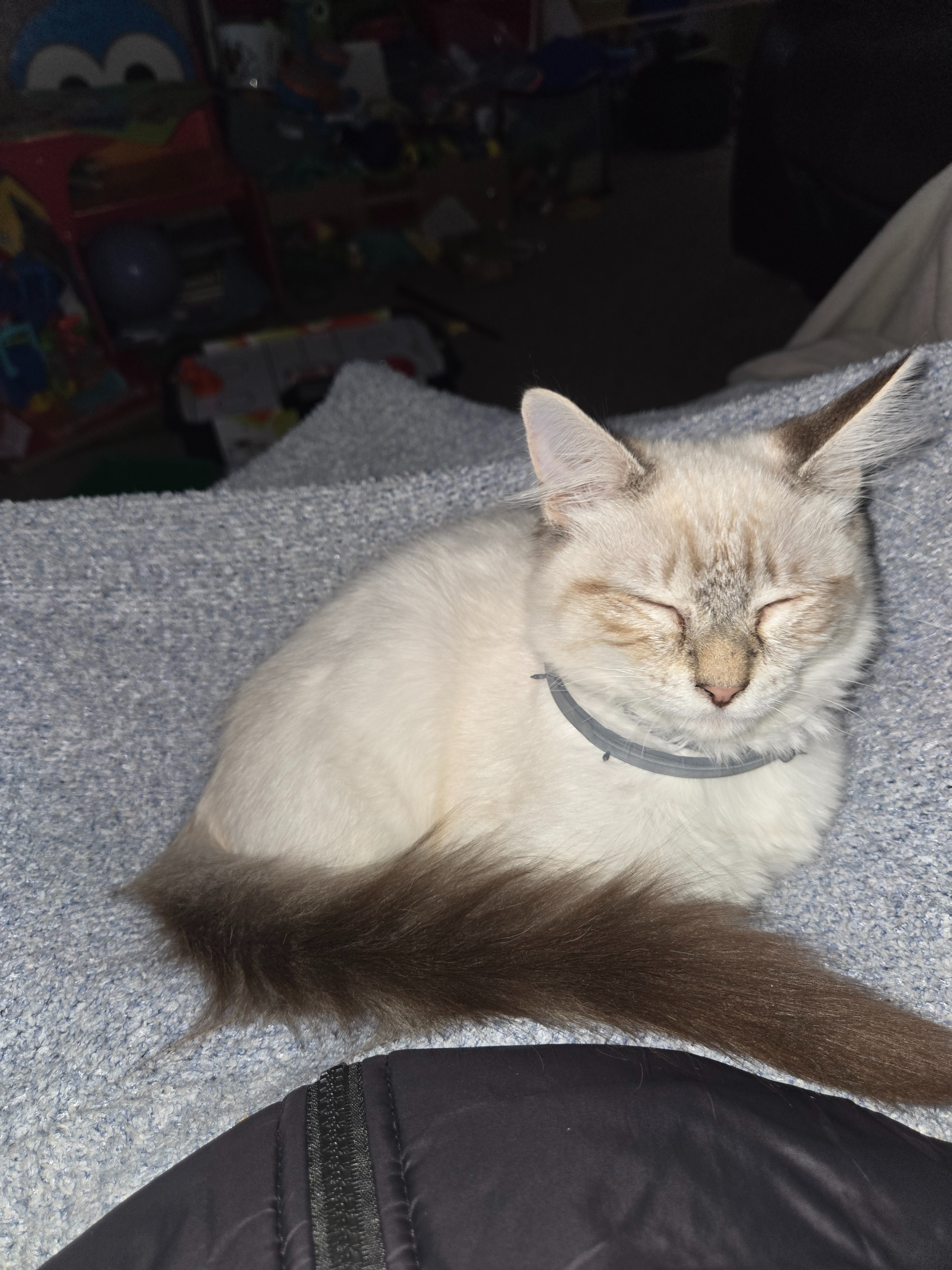 Help My Cat Get Urgent Vet Care campaign photo, 4 of 7