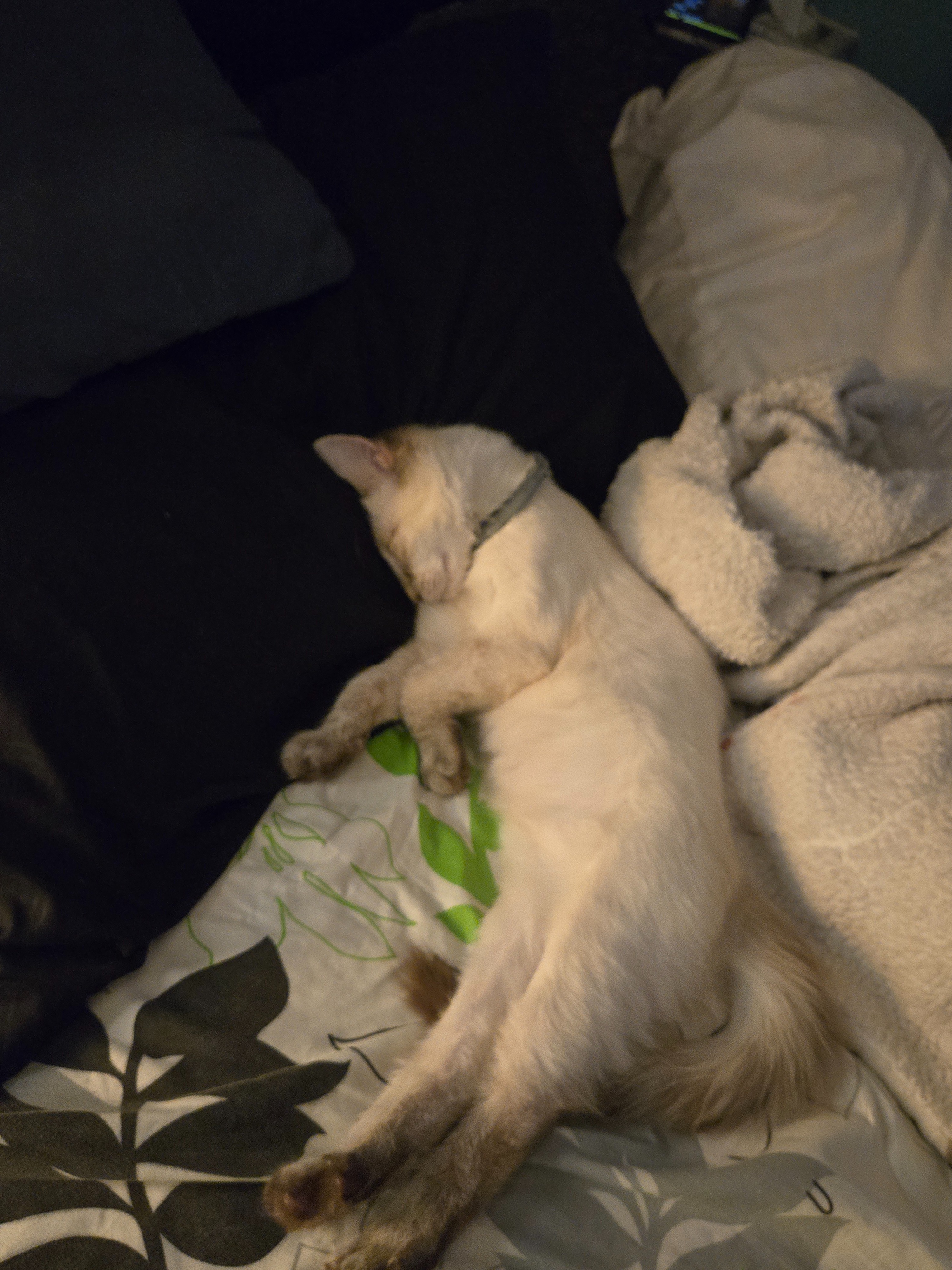Help My Cat Get Urgent Vet Care campaign photo, 2 of 7