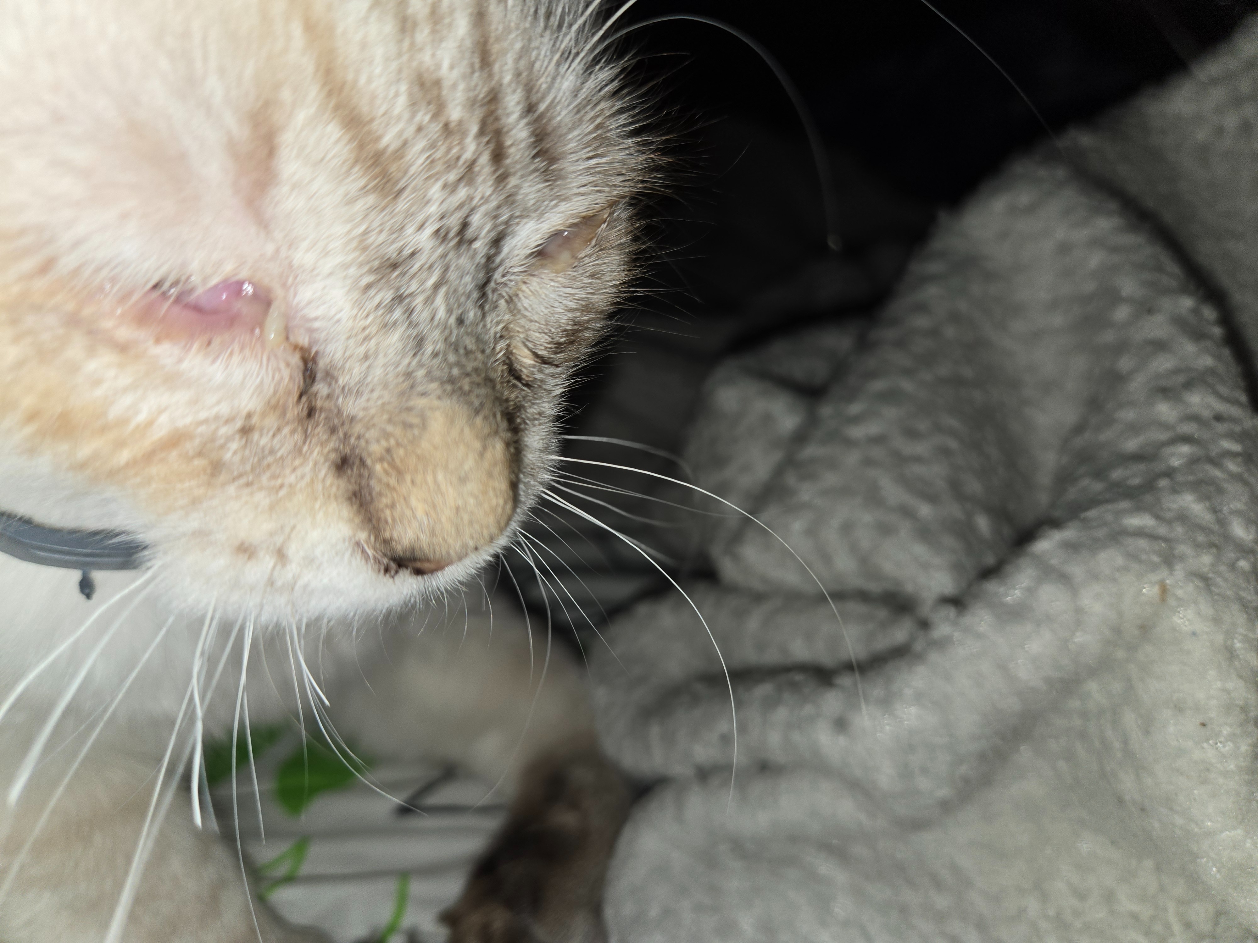 Help My Cat Get Urgent Vet Care campaign photo, 6 of 7