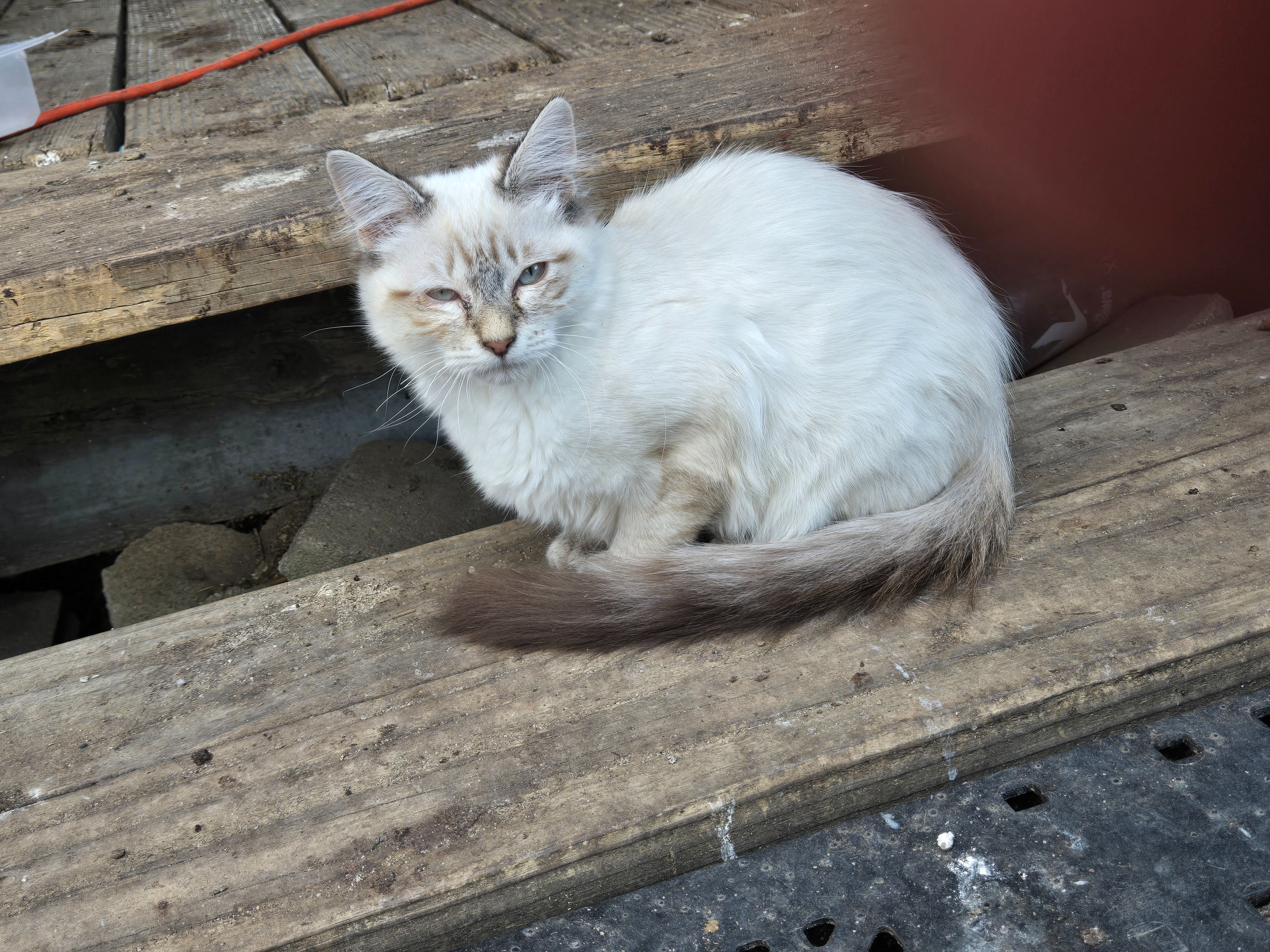 Help My Cat Get Urgent Vet Care campaign photo, 5 of 7
