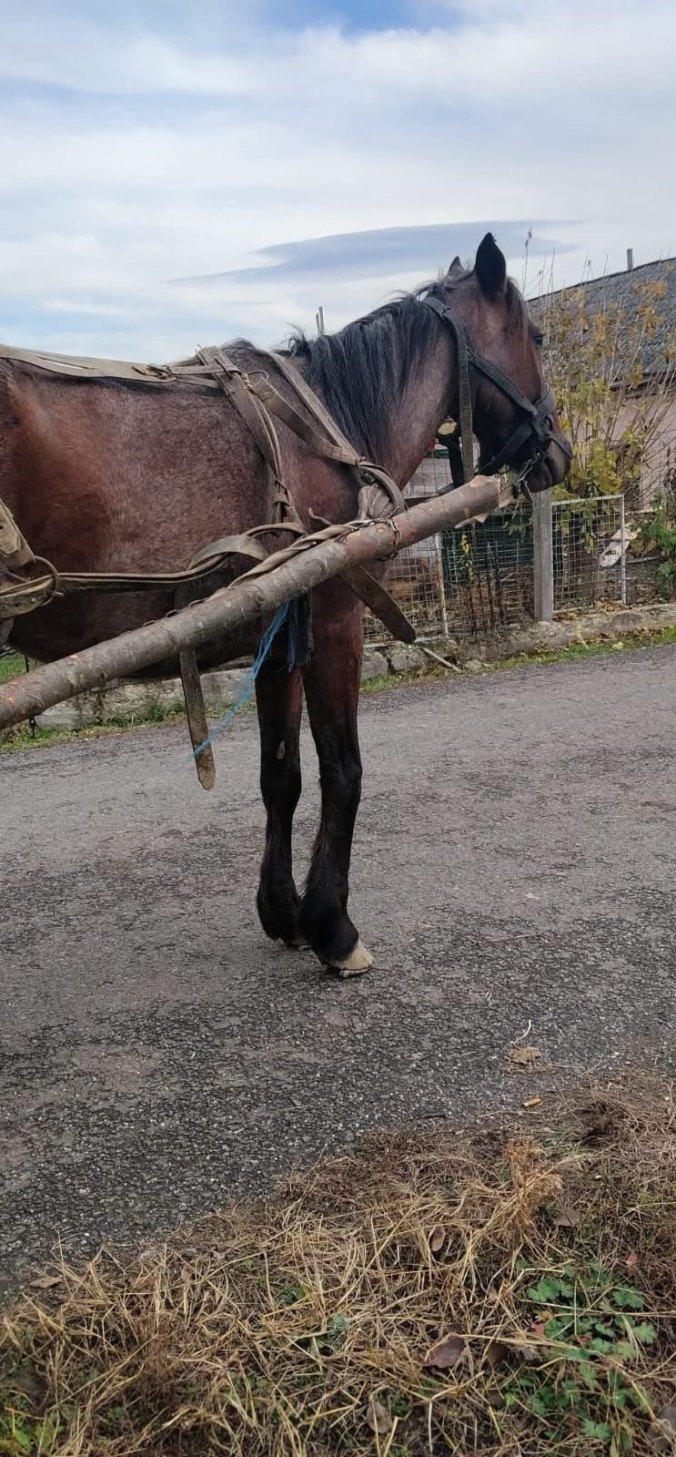 Pferd Bella, benötigt dringend eine Augen OP campaign photo, 7 of 7