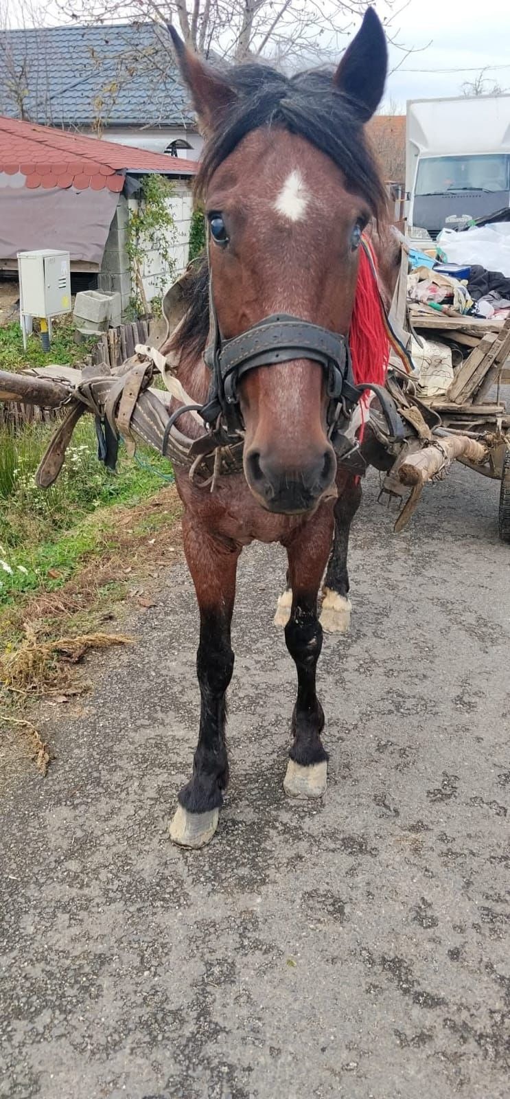 Pferd Bella, benötigt dringend eine Augen OP campaign photo, 2 of 7