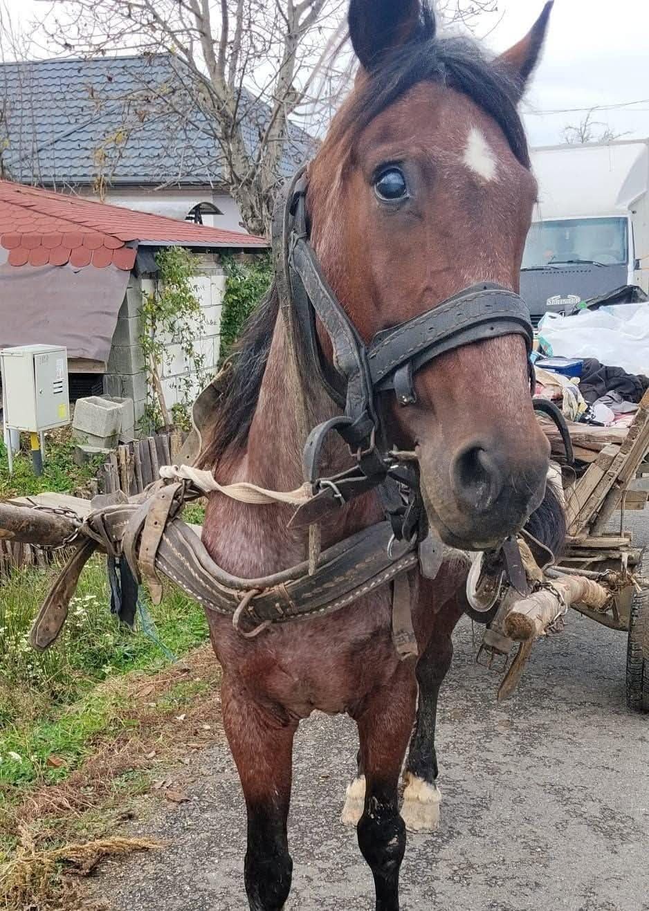 Pferd Bella, benötigt dringend eine Augen OP campaign photo, 4 of 7