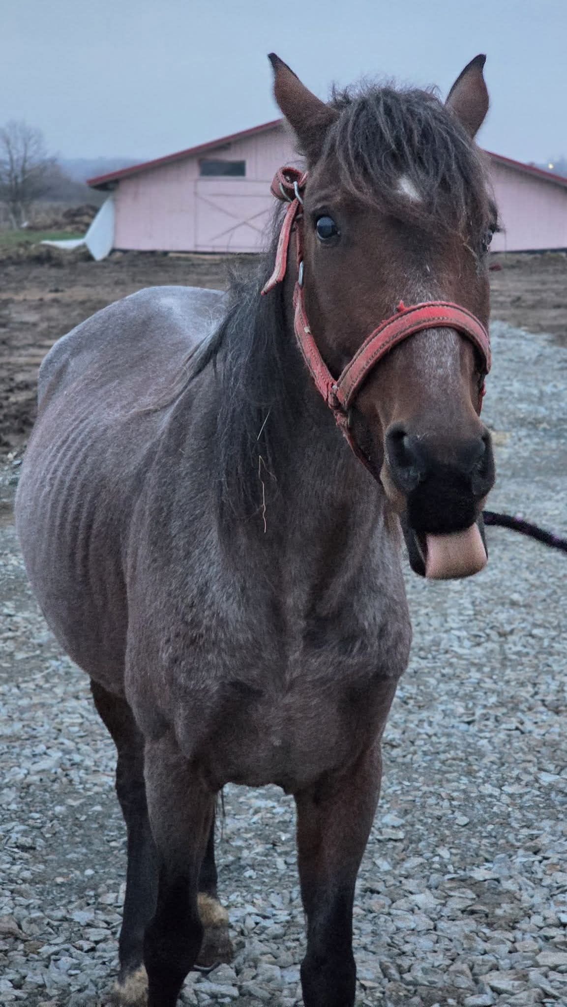 Pferd Bella, benötigt dringend eine Augen OP campaign photo, 5 of 7