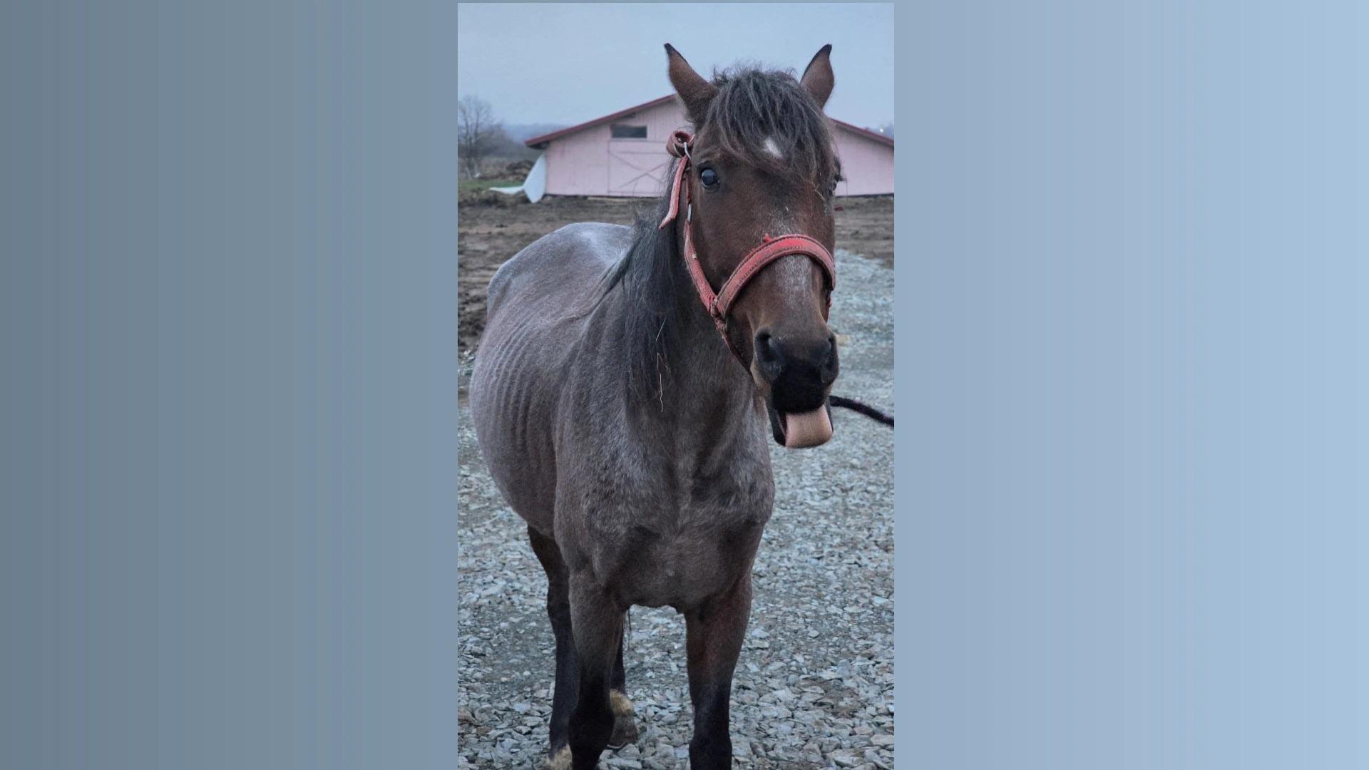 Pferd Bella, benötigt dringend eine Augen OP campaign photo, 6 of 7