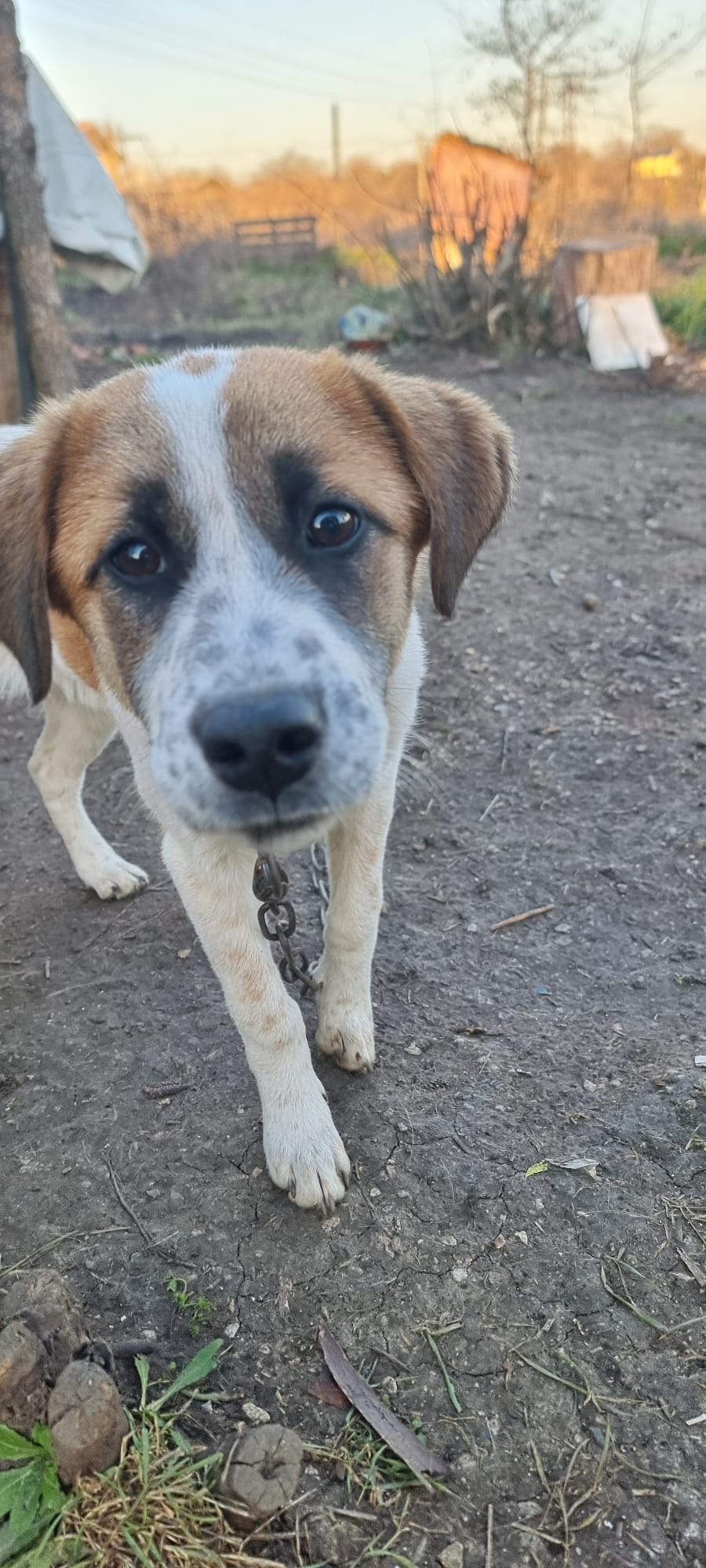 HELP us secure our Dog Shelter! campaign photo, 7 of 8